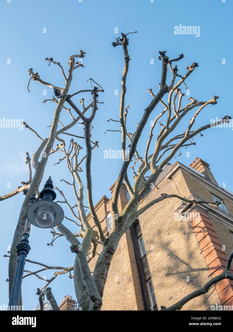 Lamp post and leafless London Plane tree in winter time against blue sky. Taken in London's West End. London in winter months concept. Stock Photo