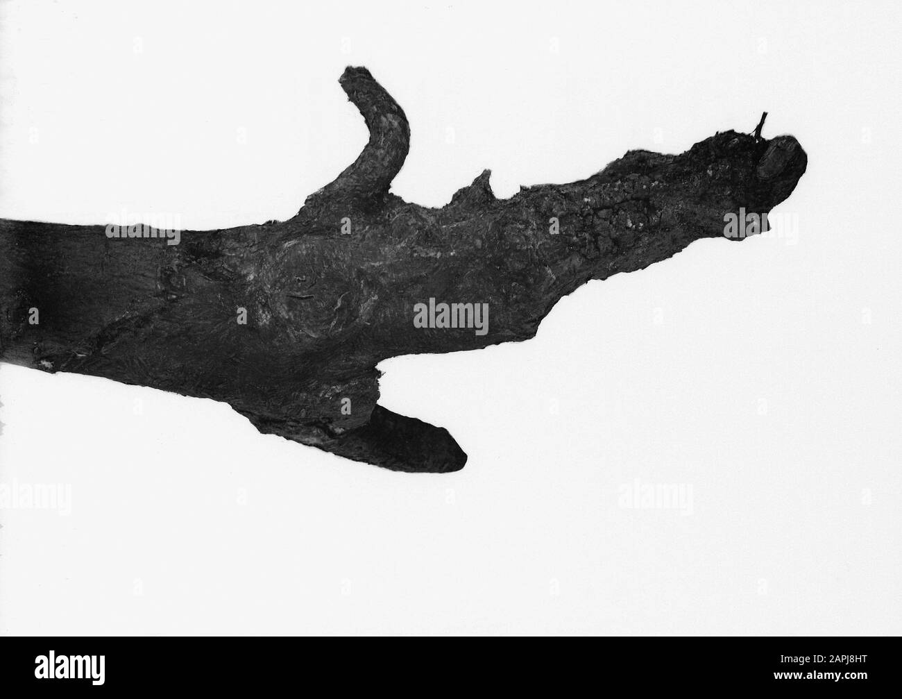 Tree rats Black and White Stock Photos & Images Alamy