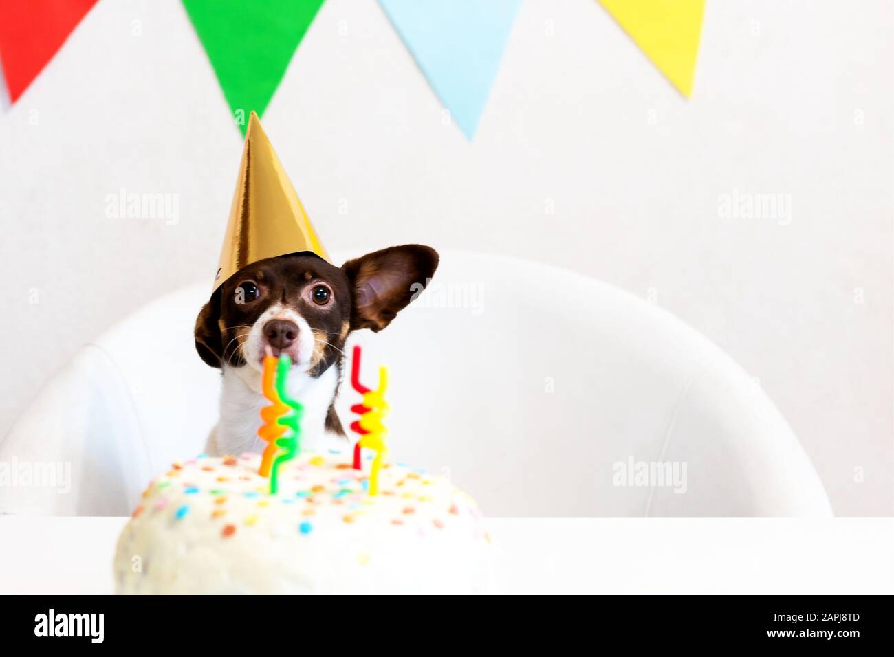 Domestic animal funny birthday hi-res stock photography and images - Alamy