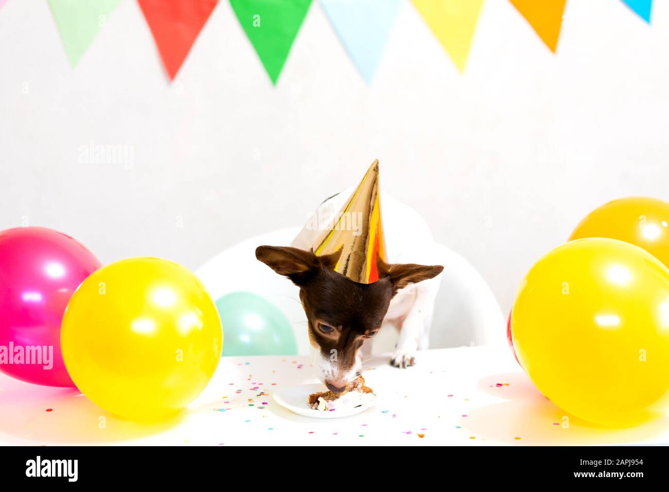 Cute small funny dog in party hat with a birthday cake eating birthday ...