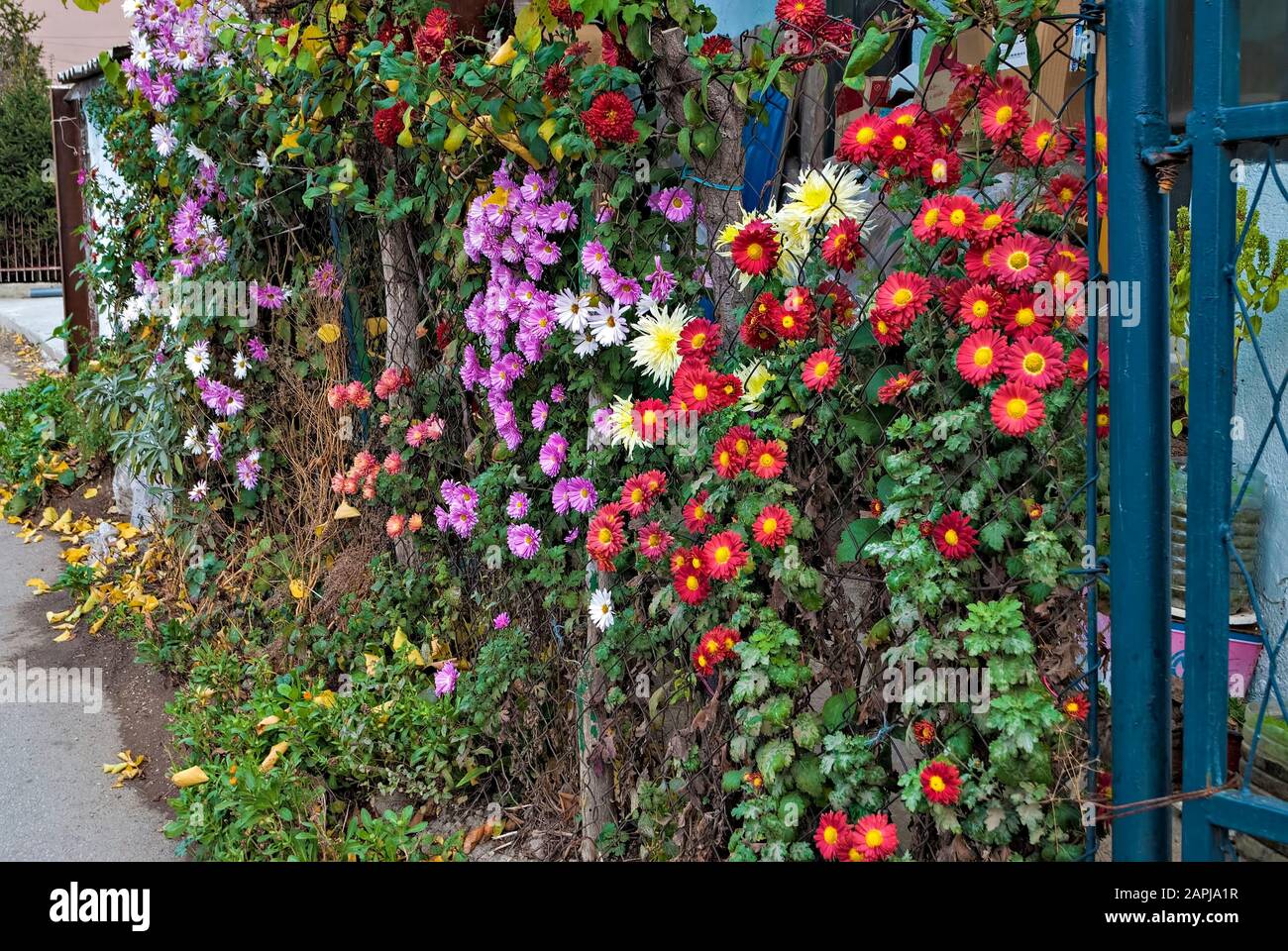 Garden Flowers on the fence; Stock Photo
