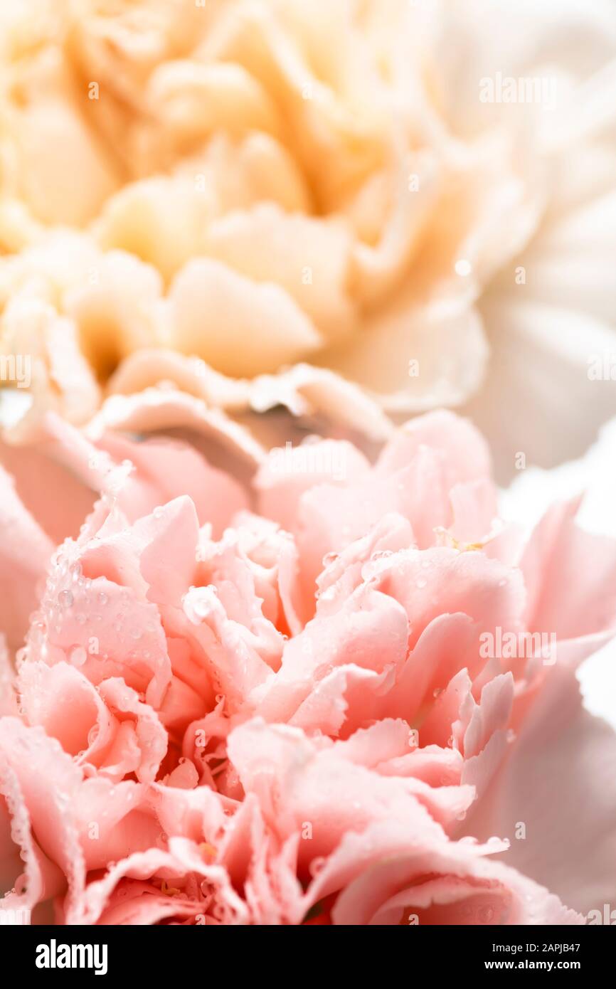 Still life of flowers on white background Stock Photo - Alamy