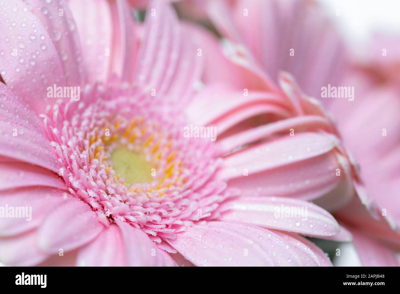 Still life of flowers on white background Stock Photo - Alamy