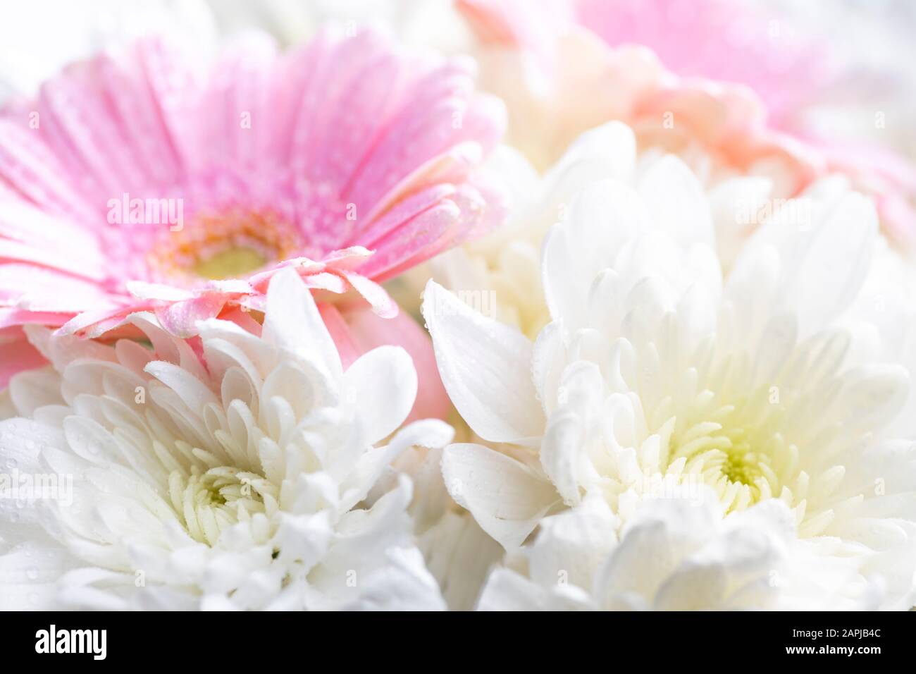 Still life of flowers on white background Stock Photo - Alamy