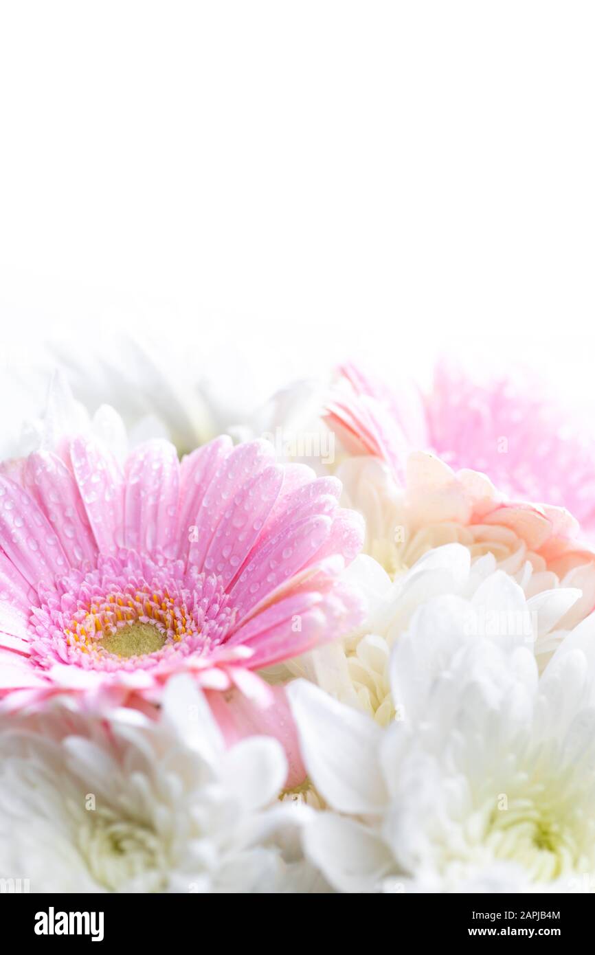 Still life of flowers on white background Stock Photo - Alamy