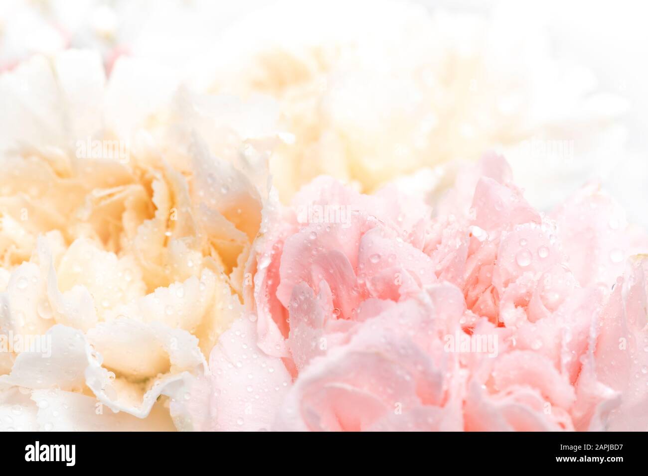 Still life of flowers on white background Stock Photo - Alamy