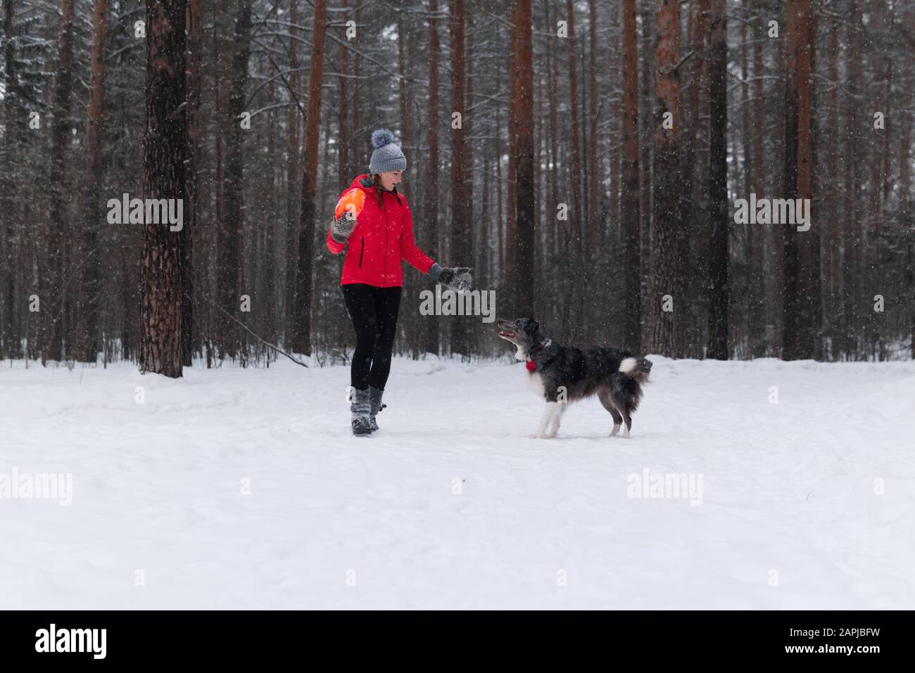 young woman plays frisbee with a dog in a winter forest during a snowfall Stock Photo