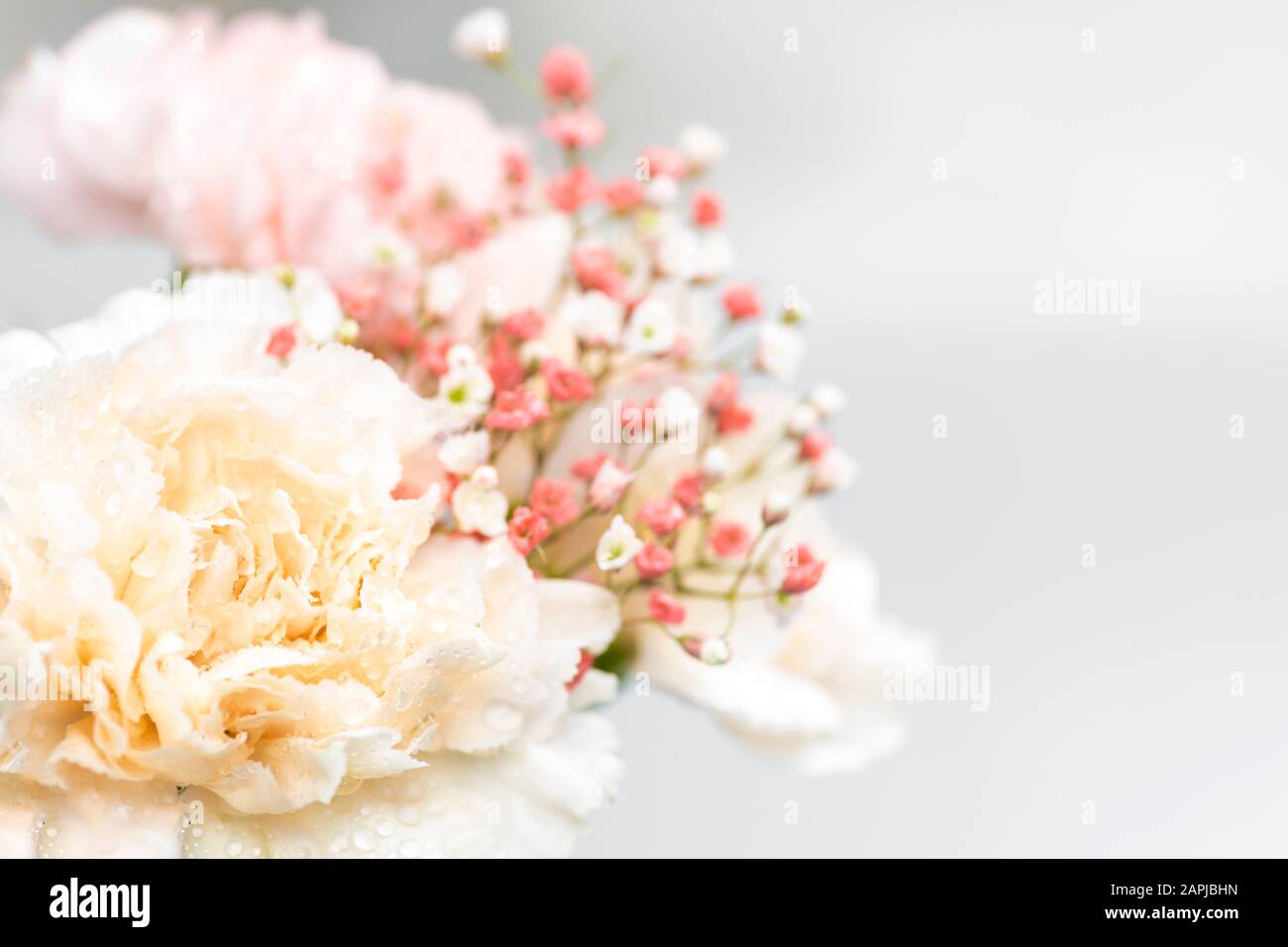 Still life of flowers on white background Stock Photo - Alamy