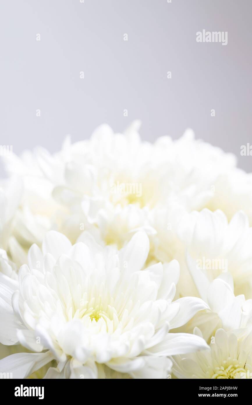 Still life of flowers on white background Stock Photo - Alamy