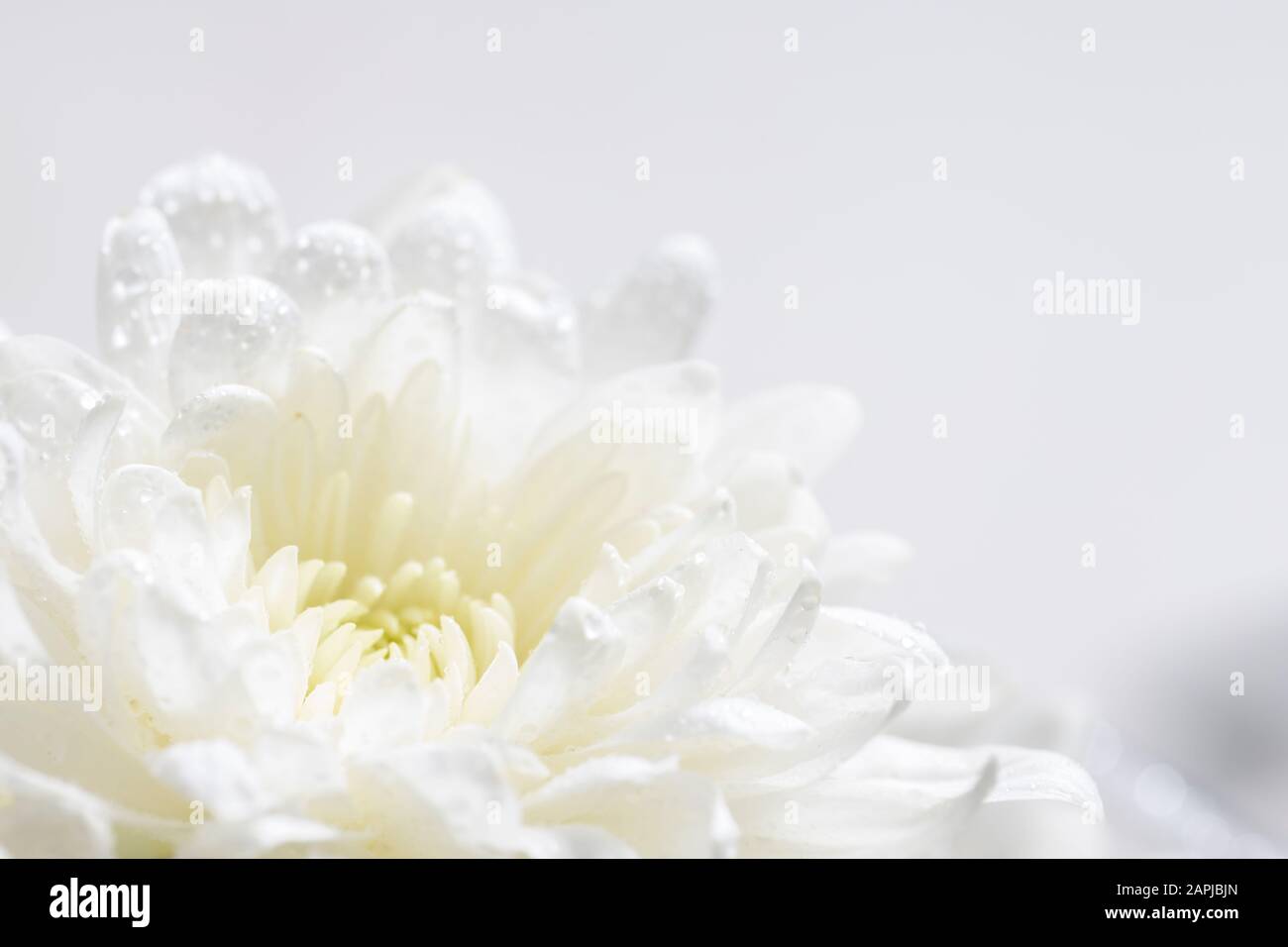 Still life of flowers on white background Stock Photo - Alamy