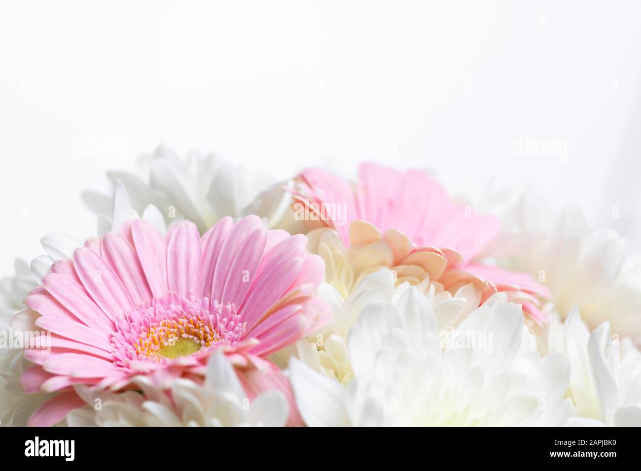 Still life of flowers on white background Stock Photo - Alamy