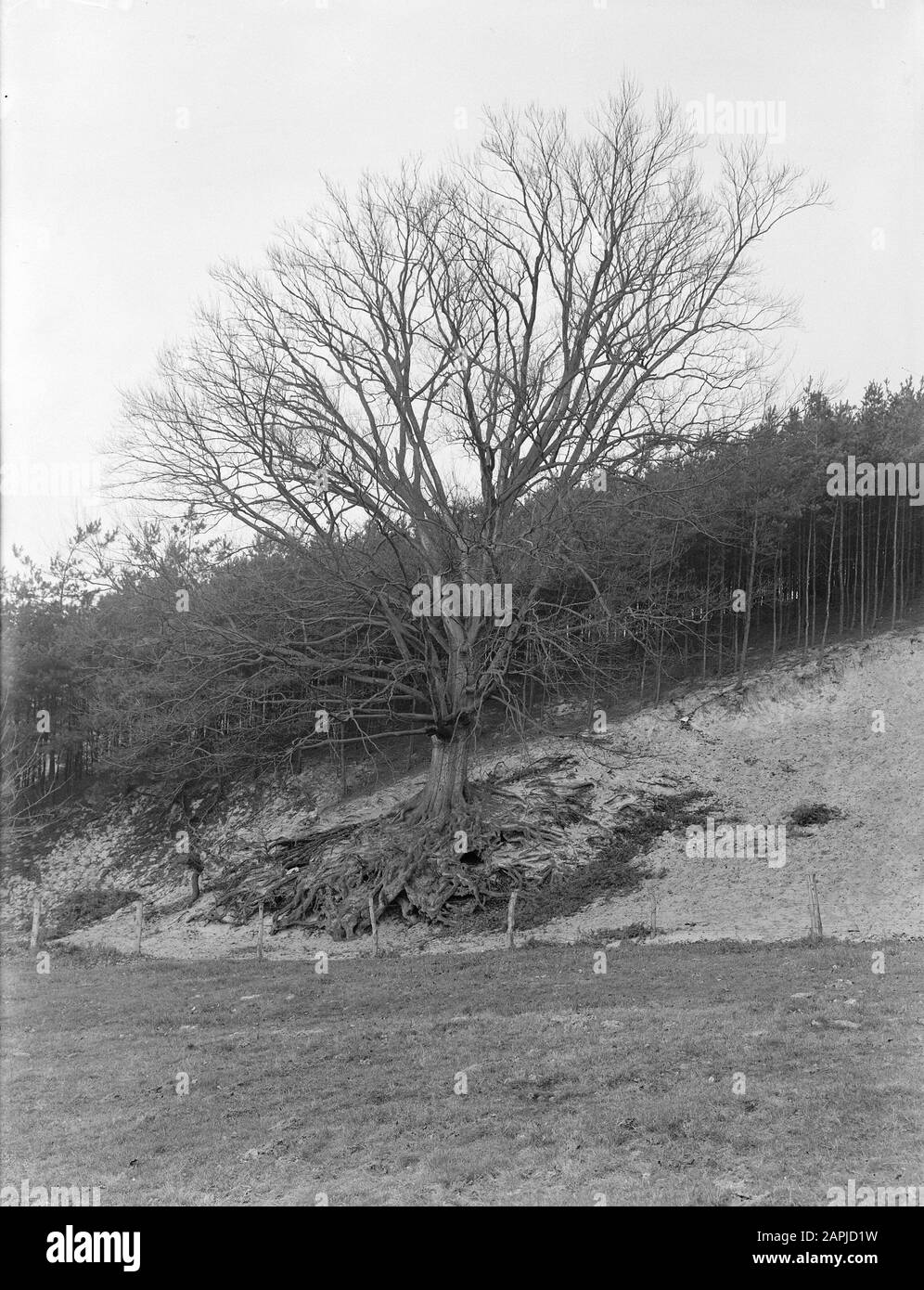 Beech forest green leaves Black and White Stock Photos & Images - Alamy