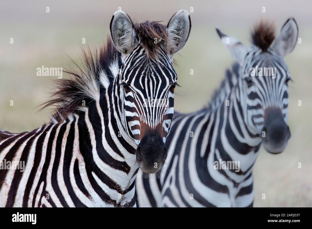 Zebras in Ngorongoro crater, Tanzania Stock Photo