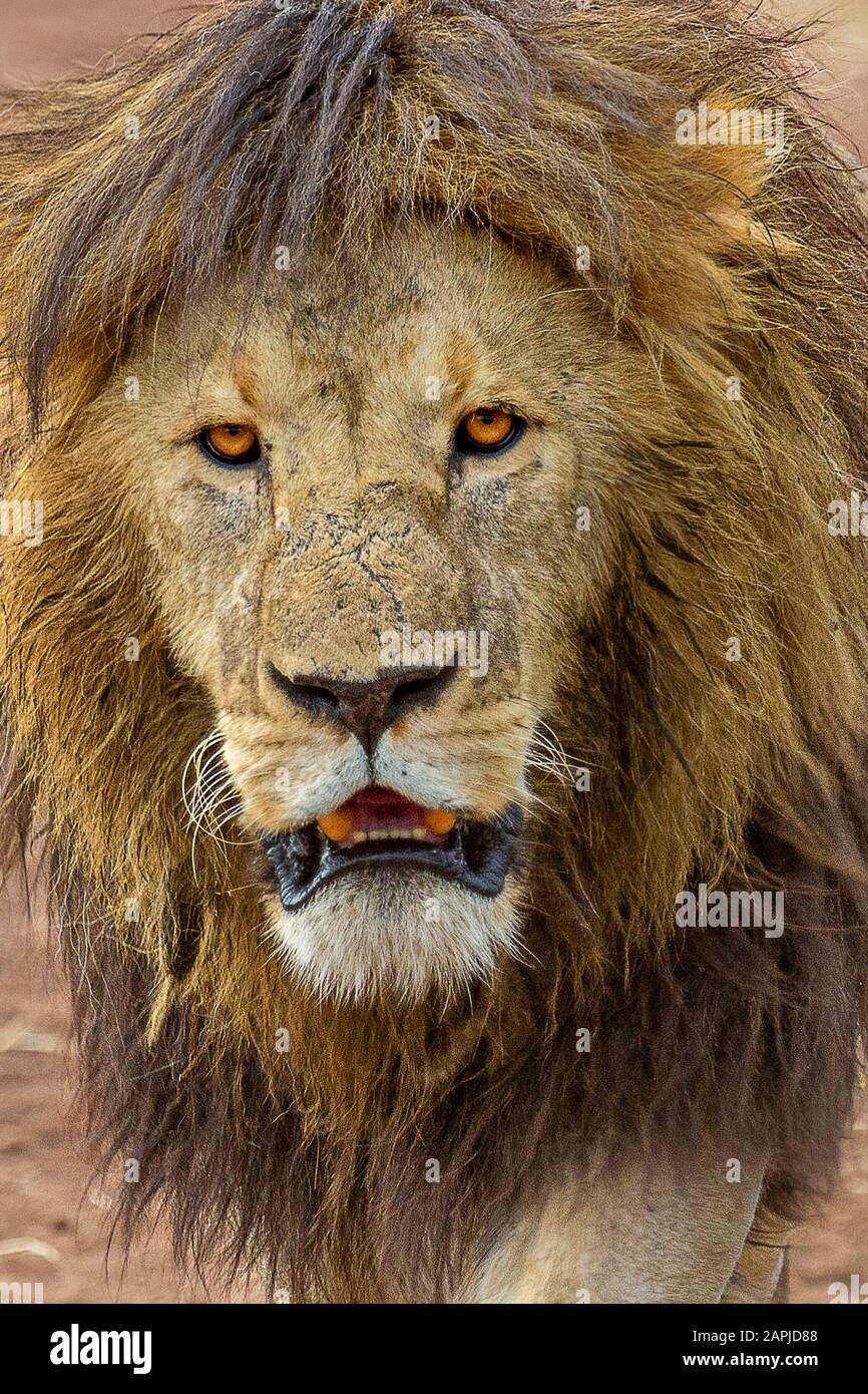 Old male lion in Ngorongoro crater, Tanzania Stock Photo
