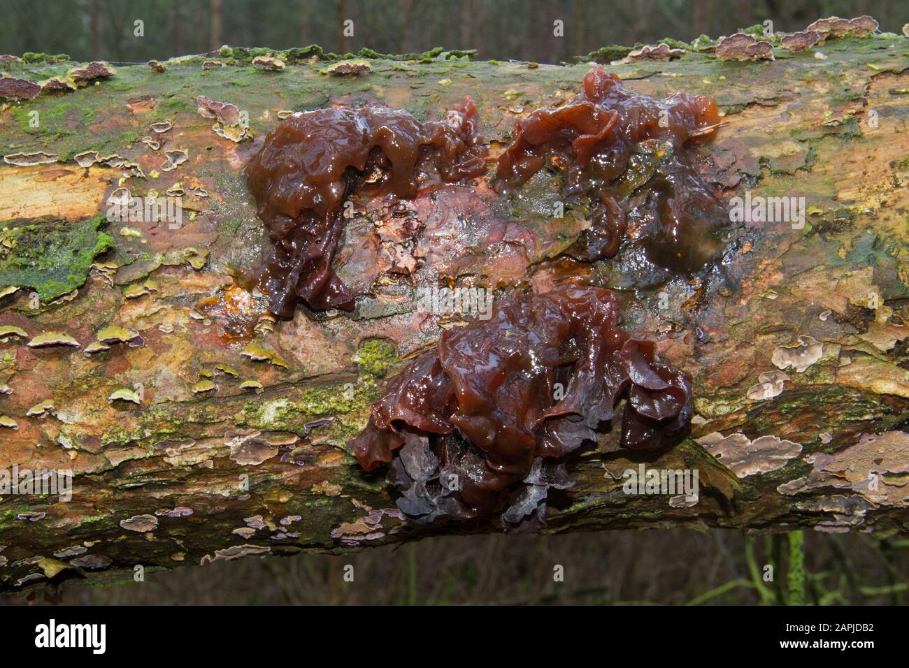 Rotting, slimy mushrooms on a fallen tree in winter Stock Photo