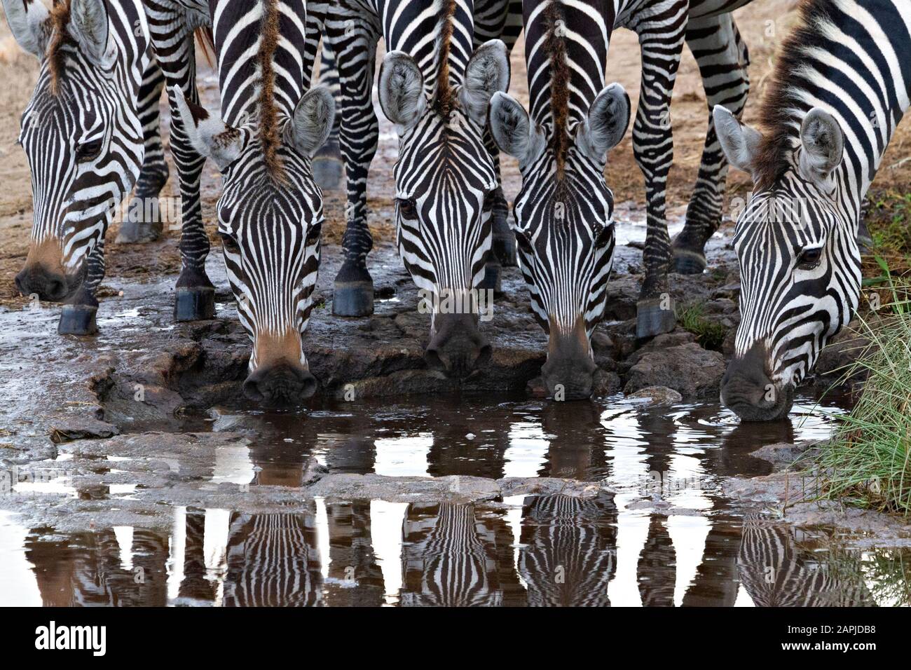 Zebras drinking water in Serengeti, Tanzania Stock Photo