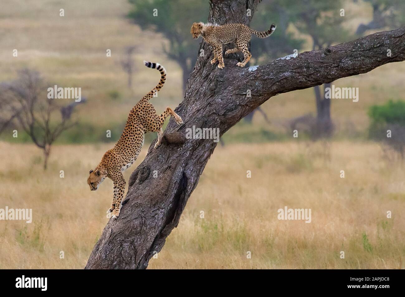 Cheetah and the cub on the tree in Serengeti, Tanzania Stock Photo