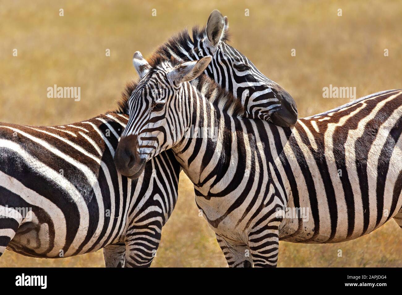 Zebras with their head on top of each other in Ngorongoro Crater, Tanzania Stock Photo