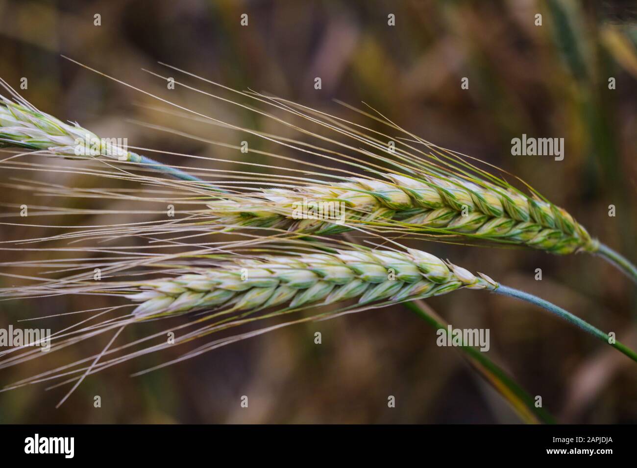 close-up of barley ears with blurry background, selective focus Stock Photo