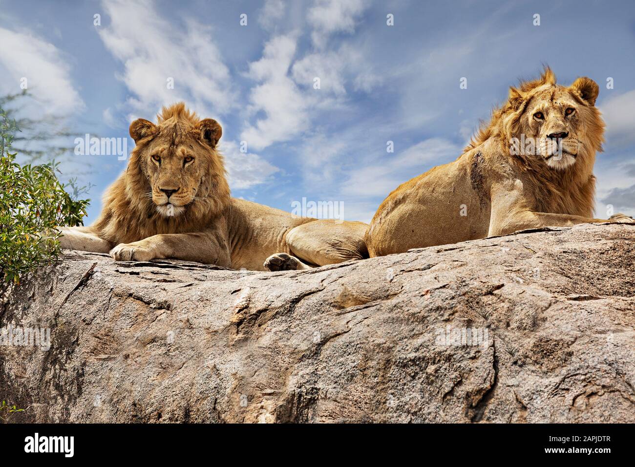 Male lion lying on top hi-res stock photography and images - Alamy