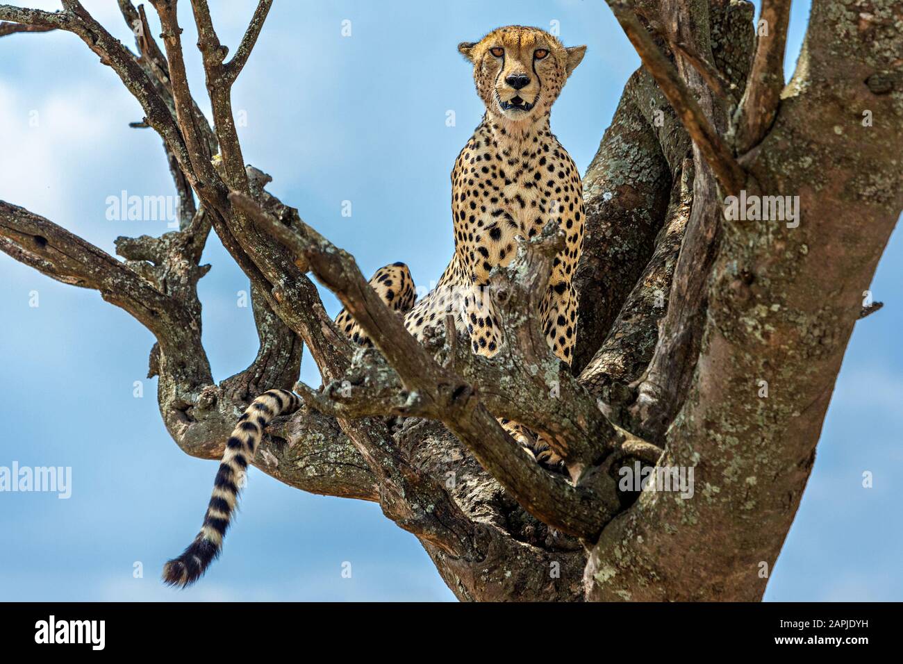 Cheetah on the tree in Serengeti, Tanzania Stock Photo