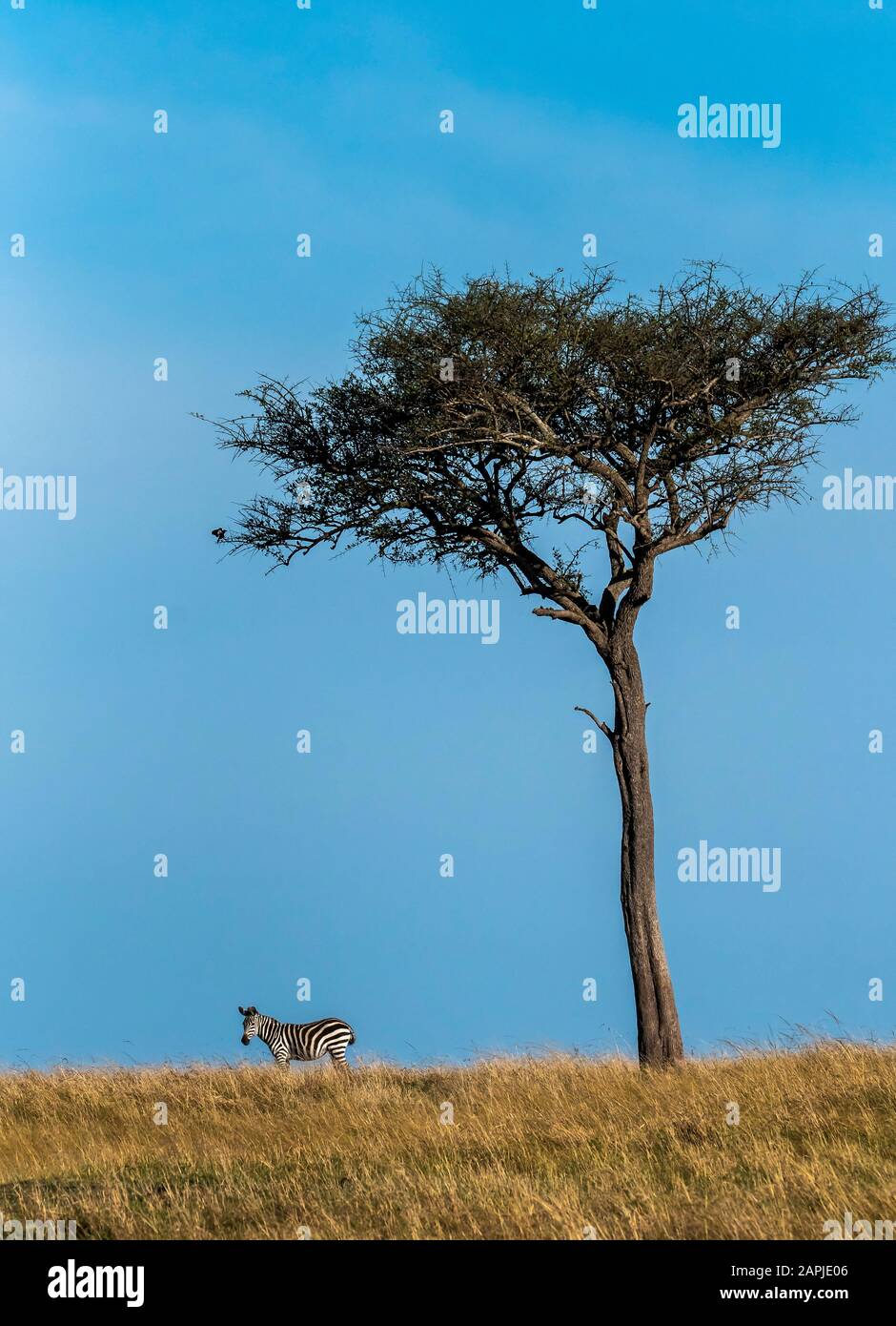 A herd of zebras grazing and walking in the plains of Africa inside ...