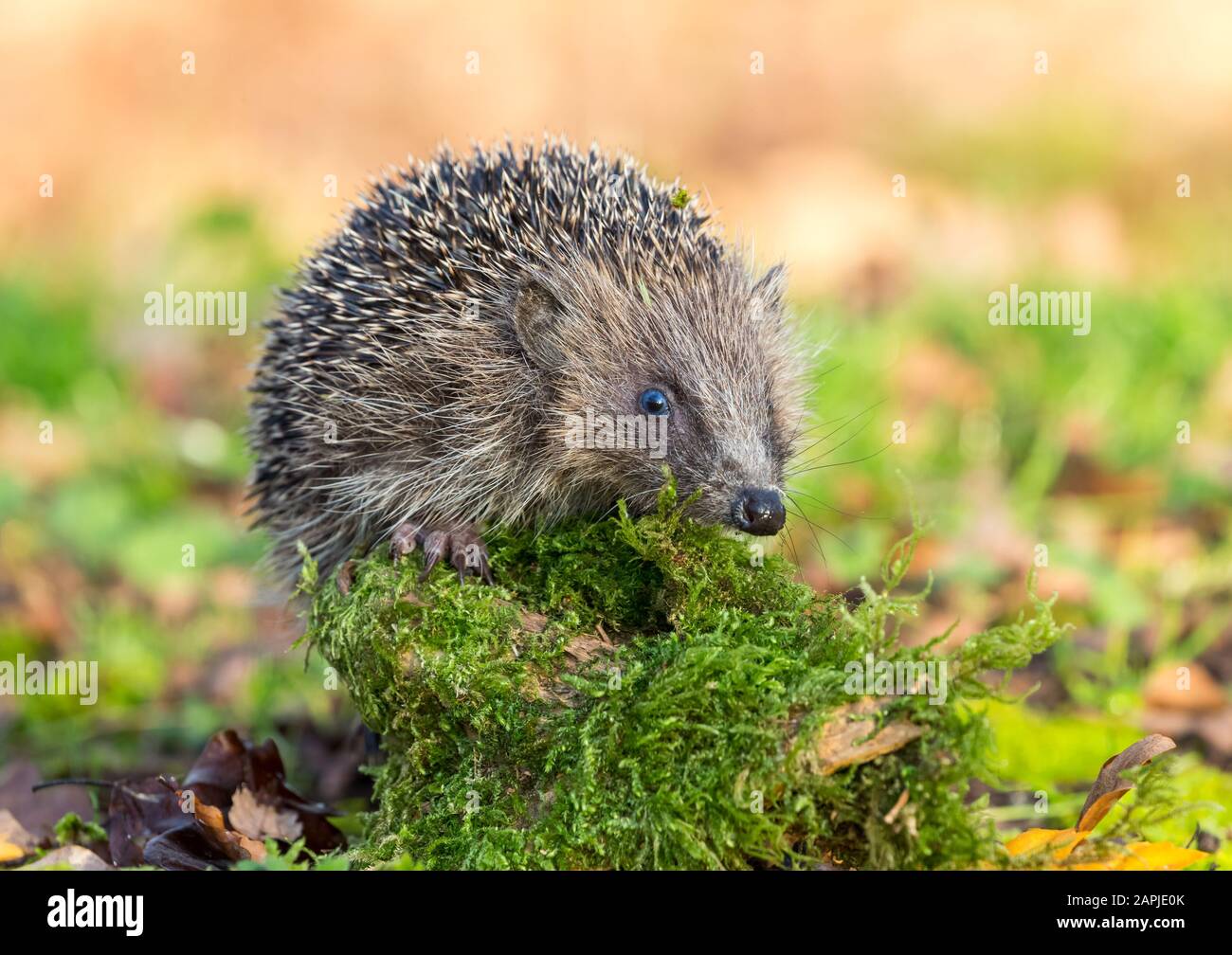 Hedgehog (Scientific name Erinaceus europaeus) wild, native hedgehog