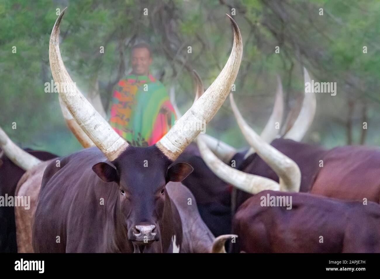 Ankole cows and local shepherd in Uganda Stock Photo