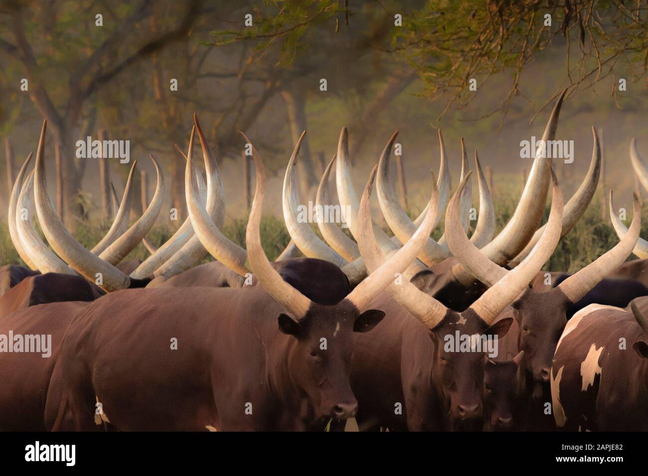 Horns of Ankole cows in the mist, in Uganda, Africa Stock Photo