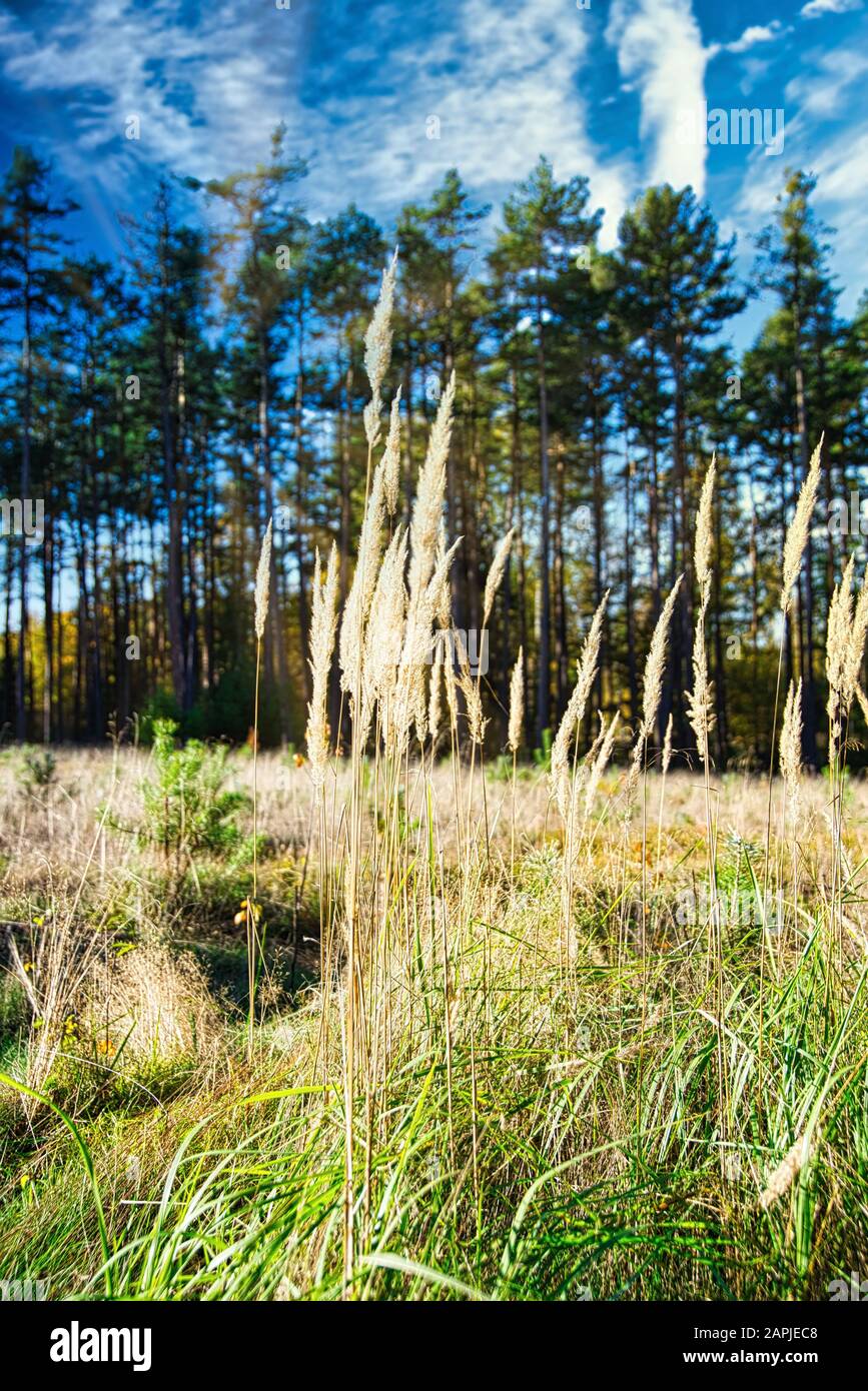 Vertical photo with several grass stems. Grass is dry and has nice golden color. Grass grows on meadow with several trees in background. Stock Photo