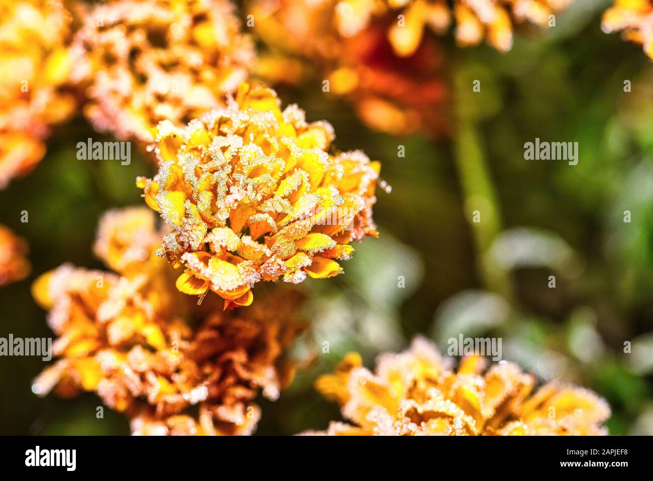 Horizontal photo with detail of vibrant orange bloom which is fully covered by frost. Ice is visible on flower. Other blooms are in background. Stock Photo