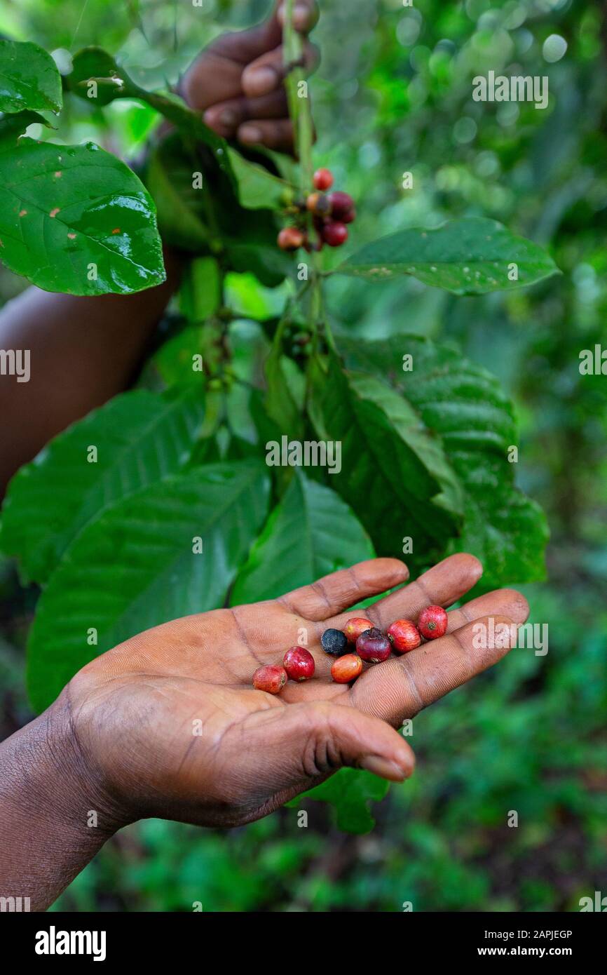Coffee beans in woman hands in Uganda, Africa Stock Photo