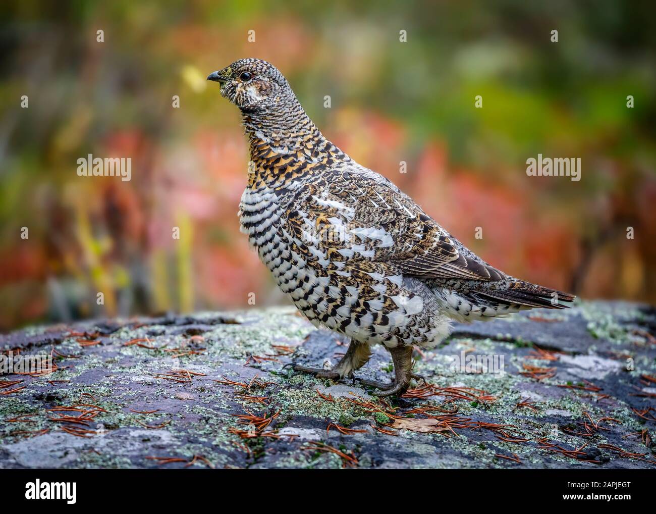 Spruce Grouse or Canada Grouse (Falcipennis canadensis), female