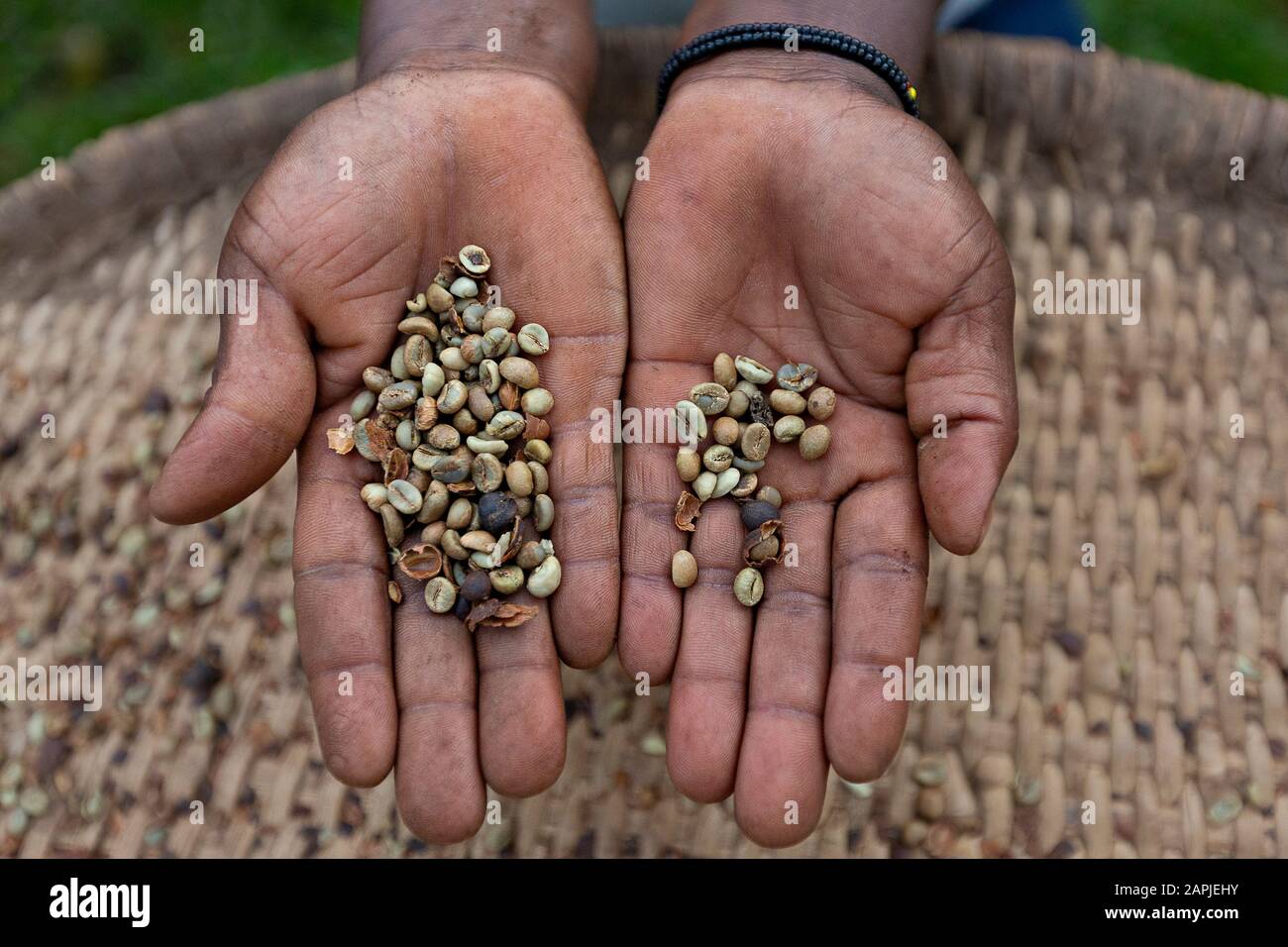 Coffee beans in woman hands in Uganda, Africa Stock Photo