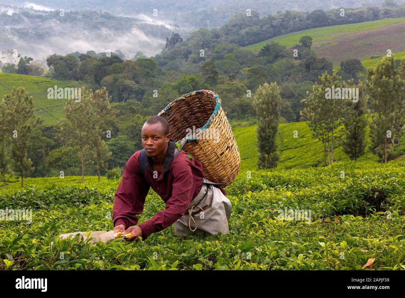 Local man picking tea leaves in Kibale, Uganda Stock Photo