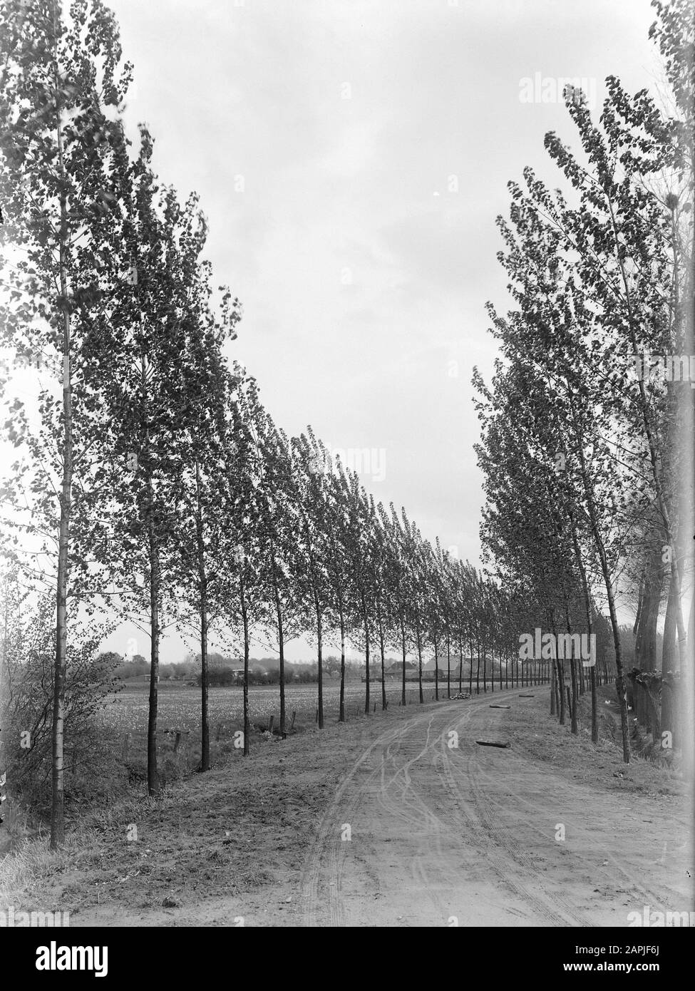 trees, populus ang. cordata robusta Date: undated Keywords: trees Personal name: populus ang. cordata robusta Stock Photo