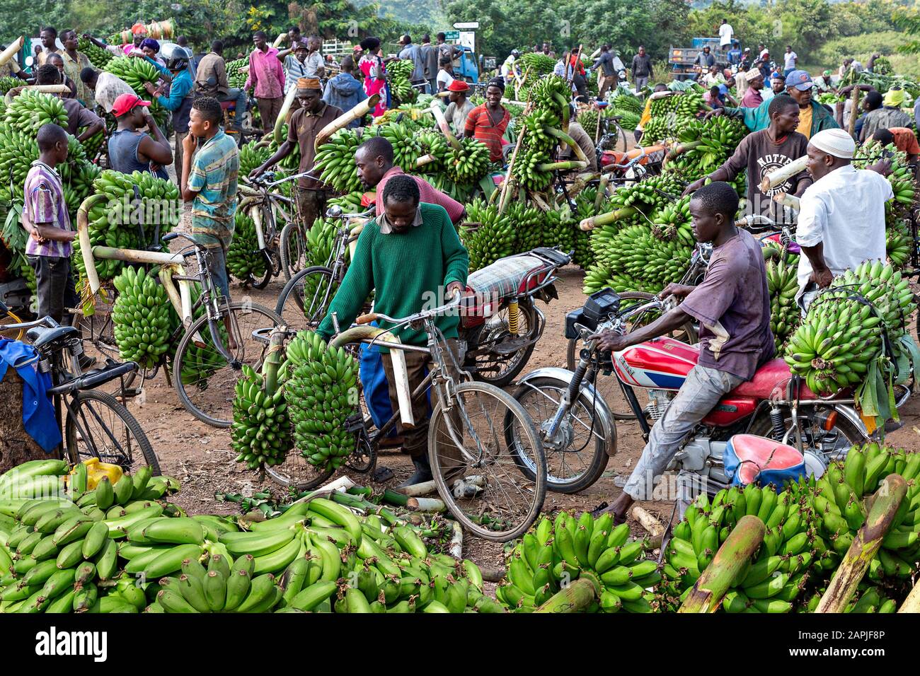Banana market in Kitwa, Uganda Stock Photo