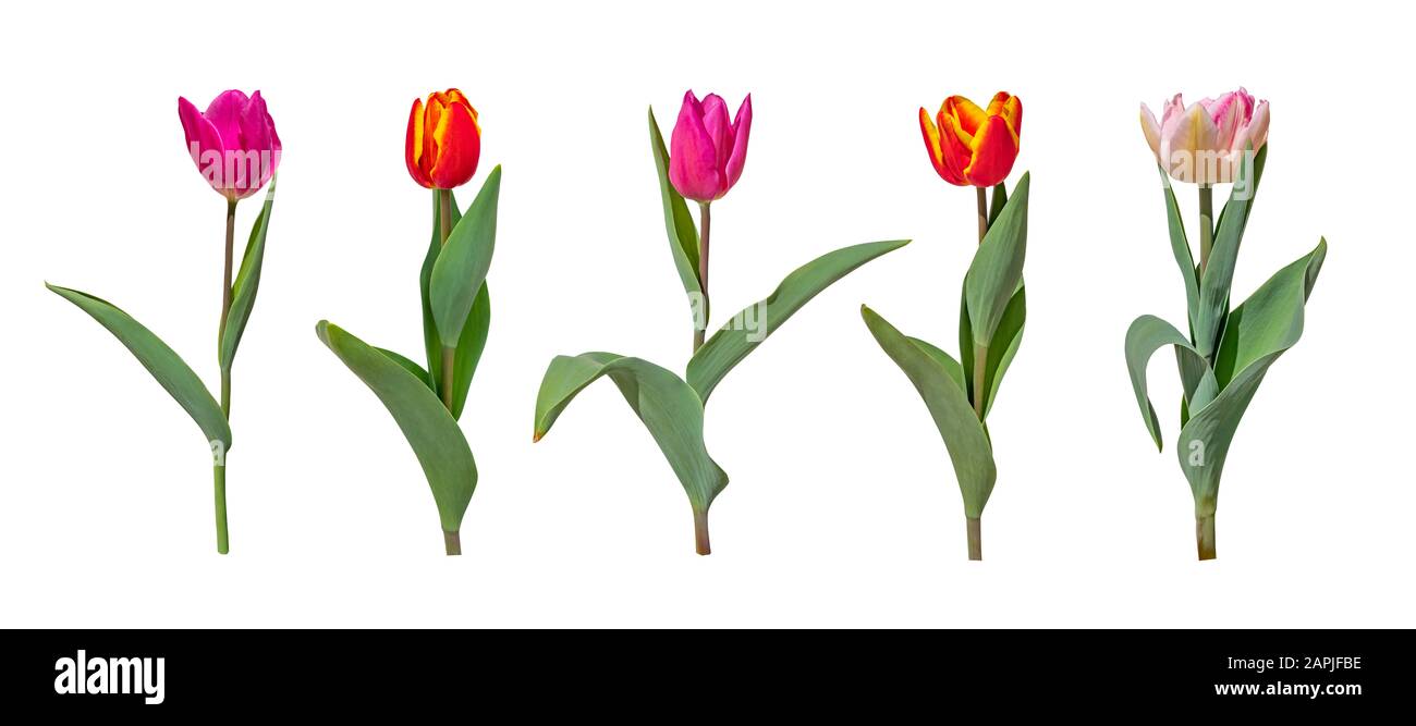 Colorful tulip flowers isolated on white background Stock Photo - Alamy