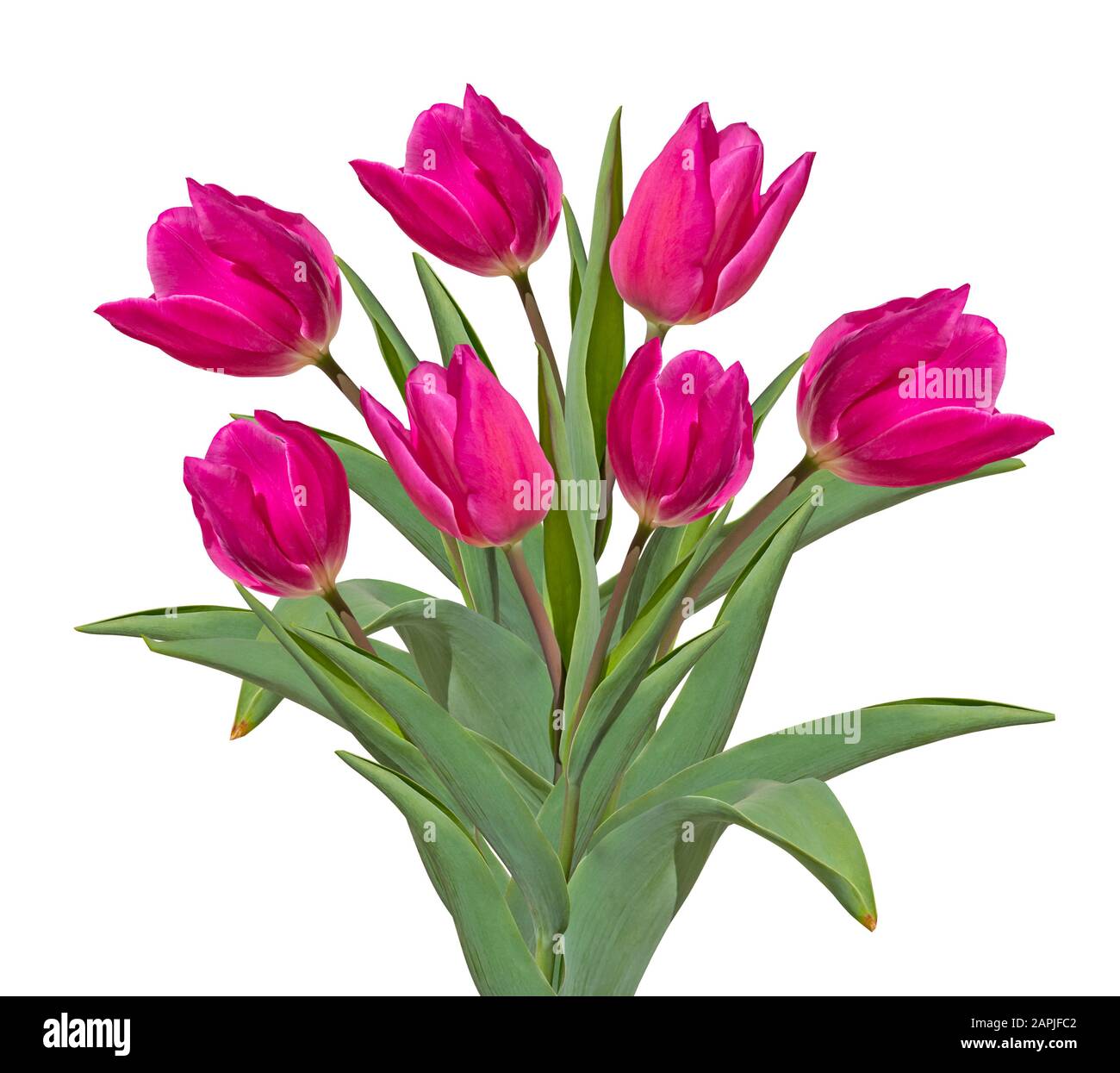 Bouquet of pink tulips isolated on white background Stock Photo - Alamy