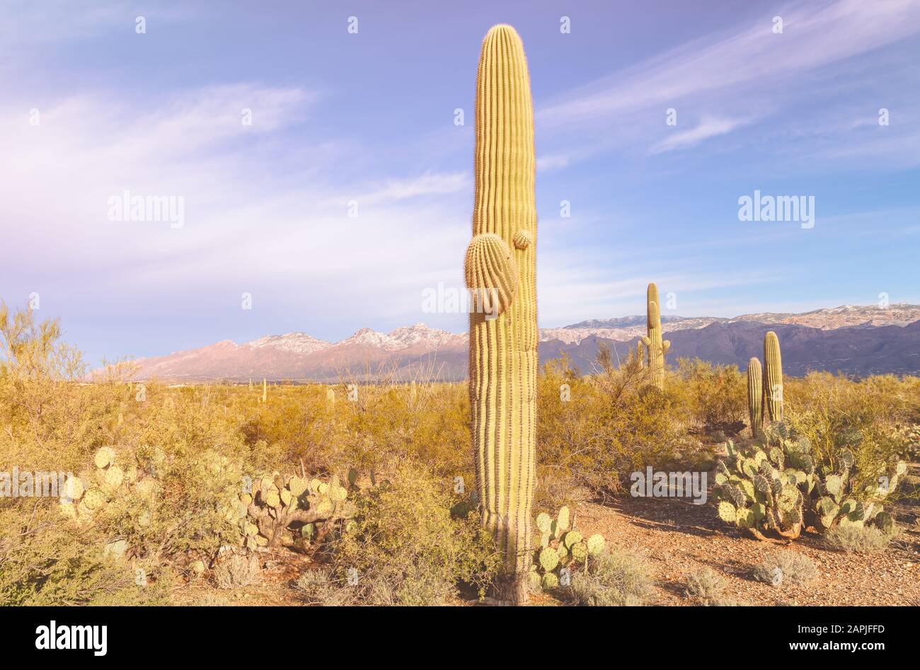 Saguaro cacti (Carnegiea gigantea), and surrounding plants at saguaro forest, Saguaro National Park, Arizona, USA. Stock Photo