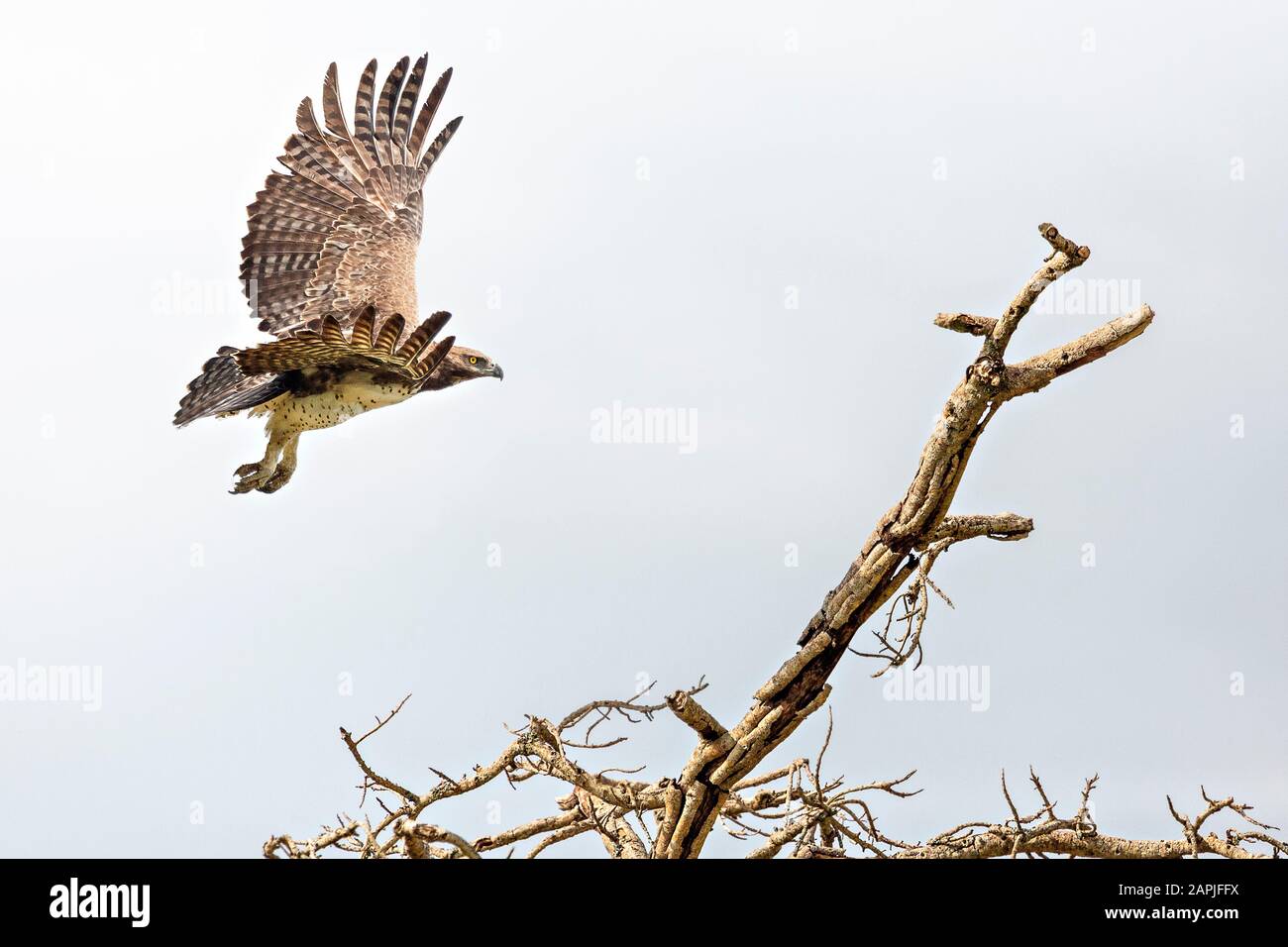 Tawny eagle in flight, in Uganda, Africa Stock Photo