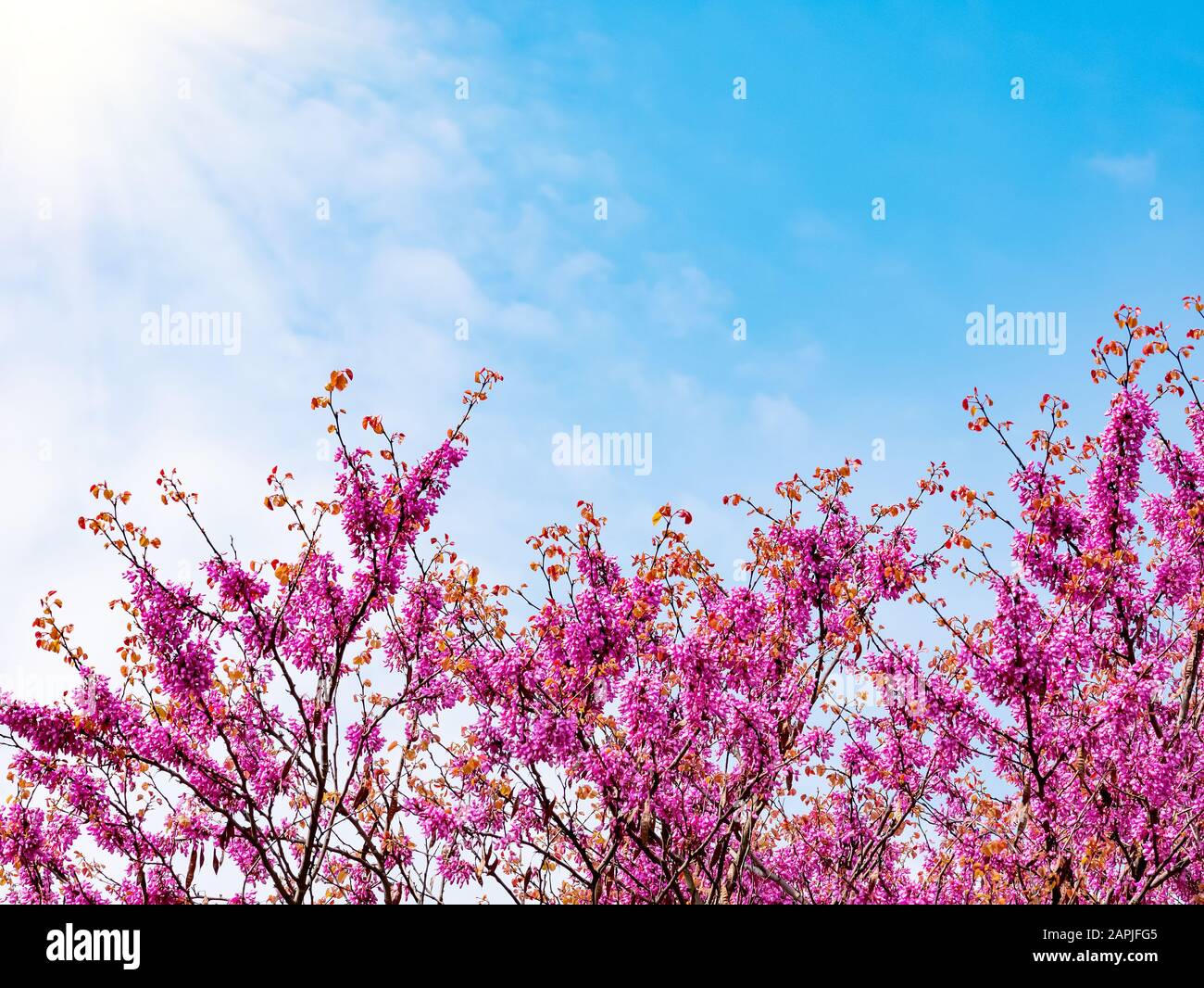 Beautiful nature scene with pink blooming tree, sun and blue sky Stock Photo