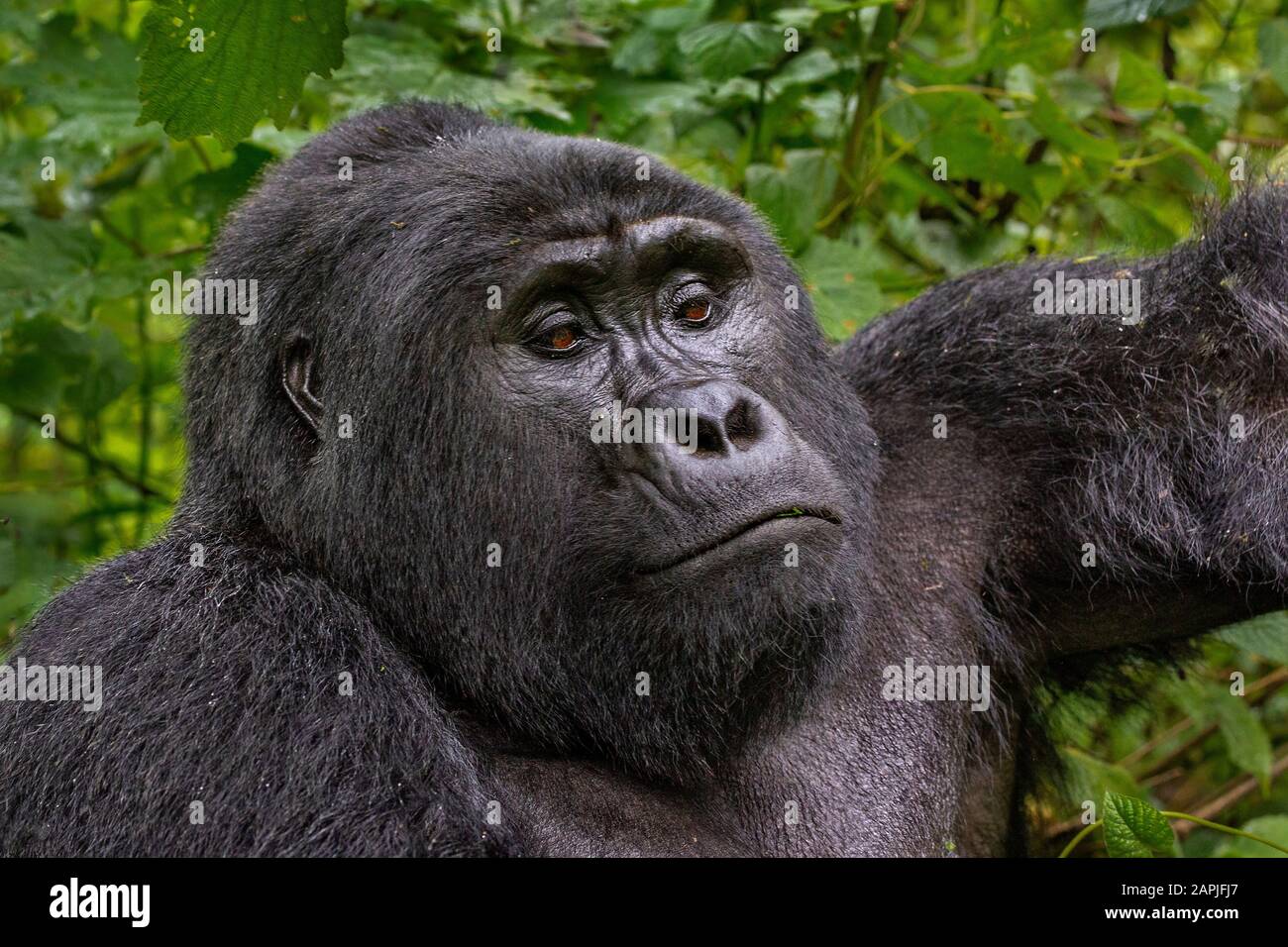Silverback Gorilla Lifting Weights