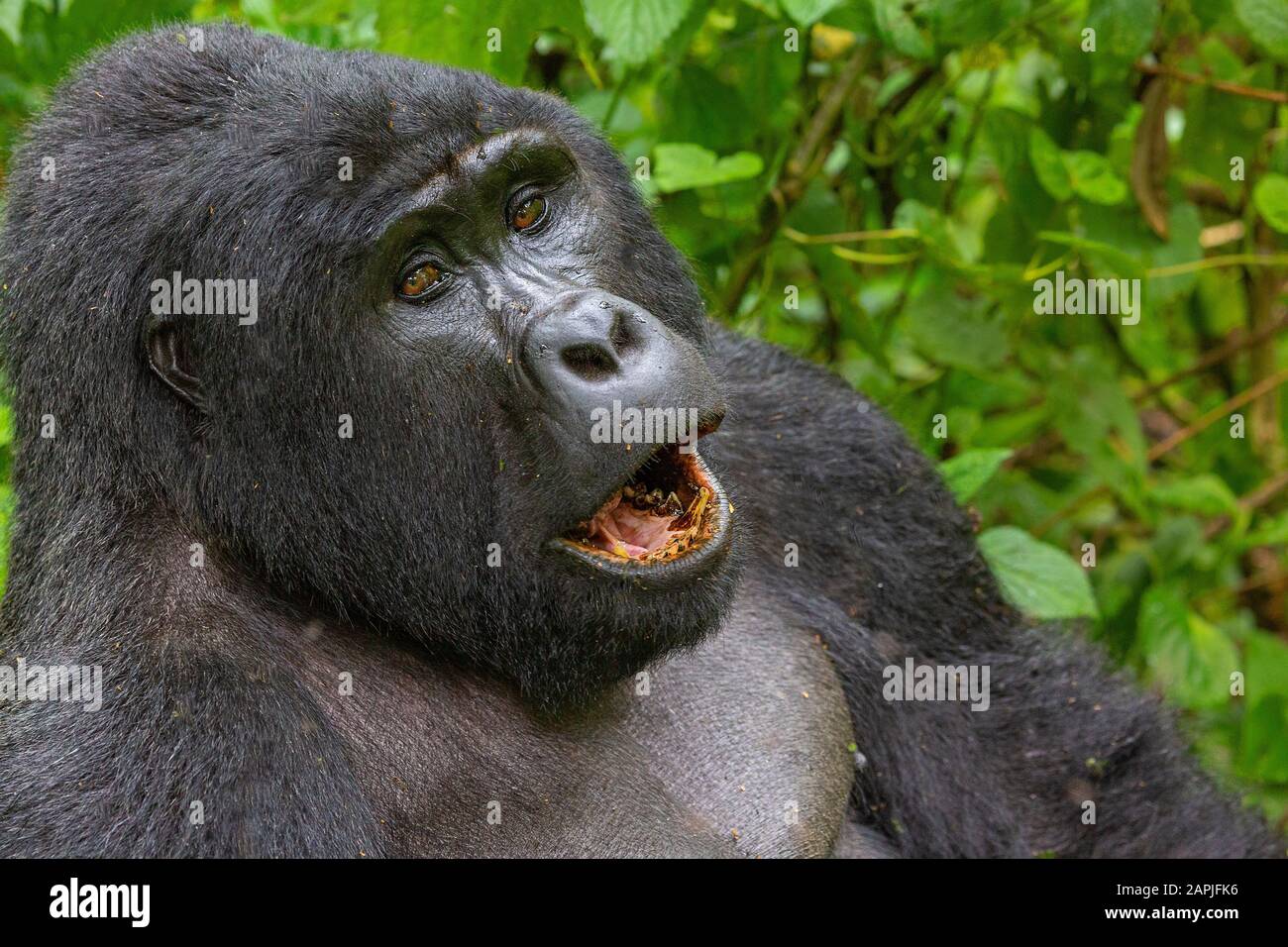 Silverback Mountain Gorilla, in Bwindi, Uganda Stock Photo