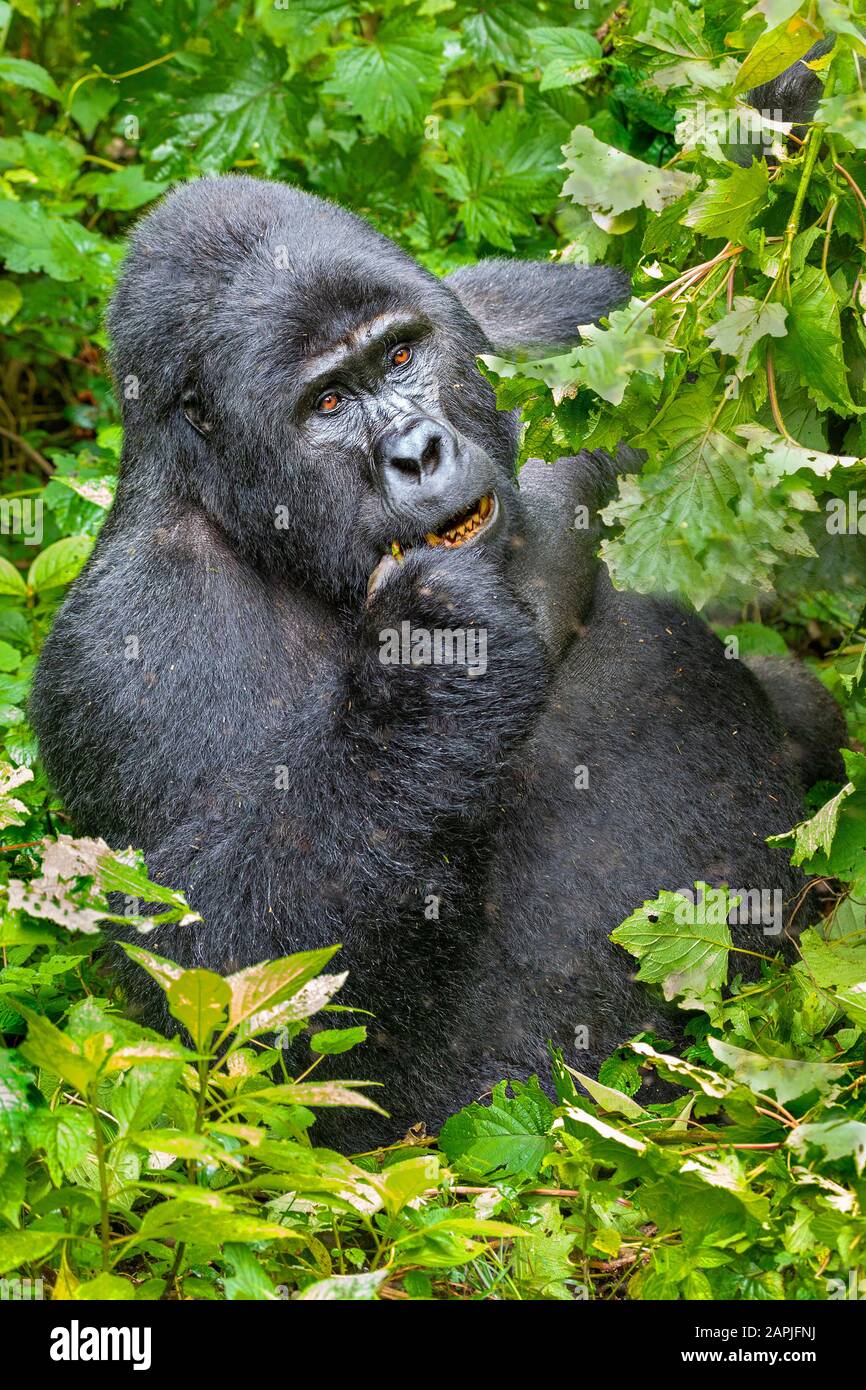 Silverback Mountain Gorilla, in Bwindi, Uganda Stock Photo