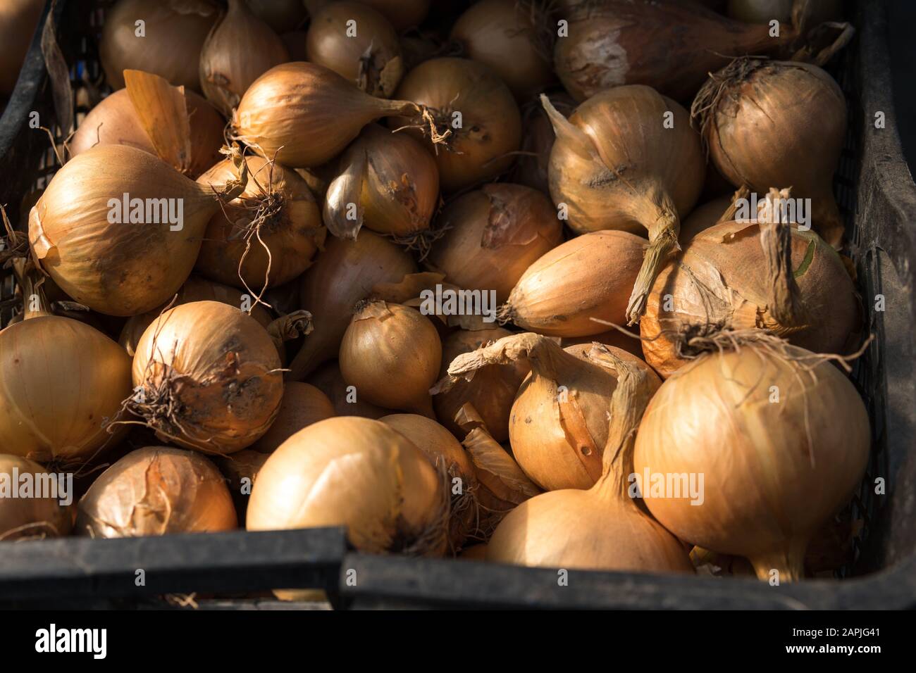 a lot of onions in a black plastic box at the village market Stock