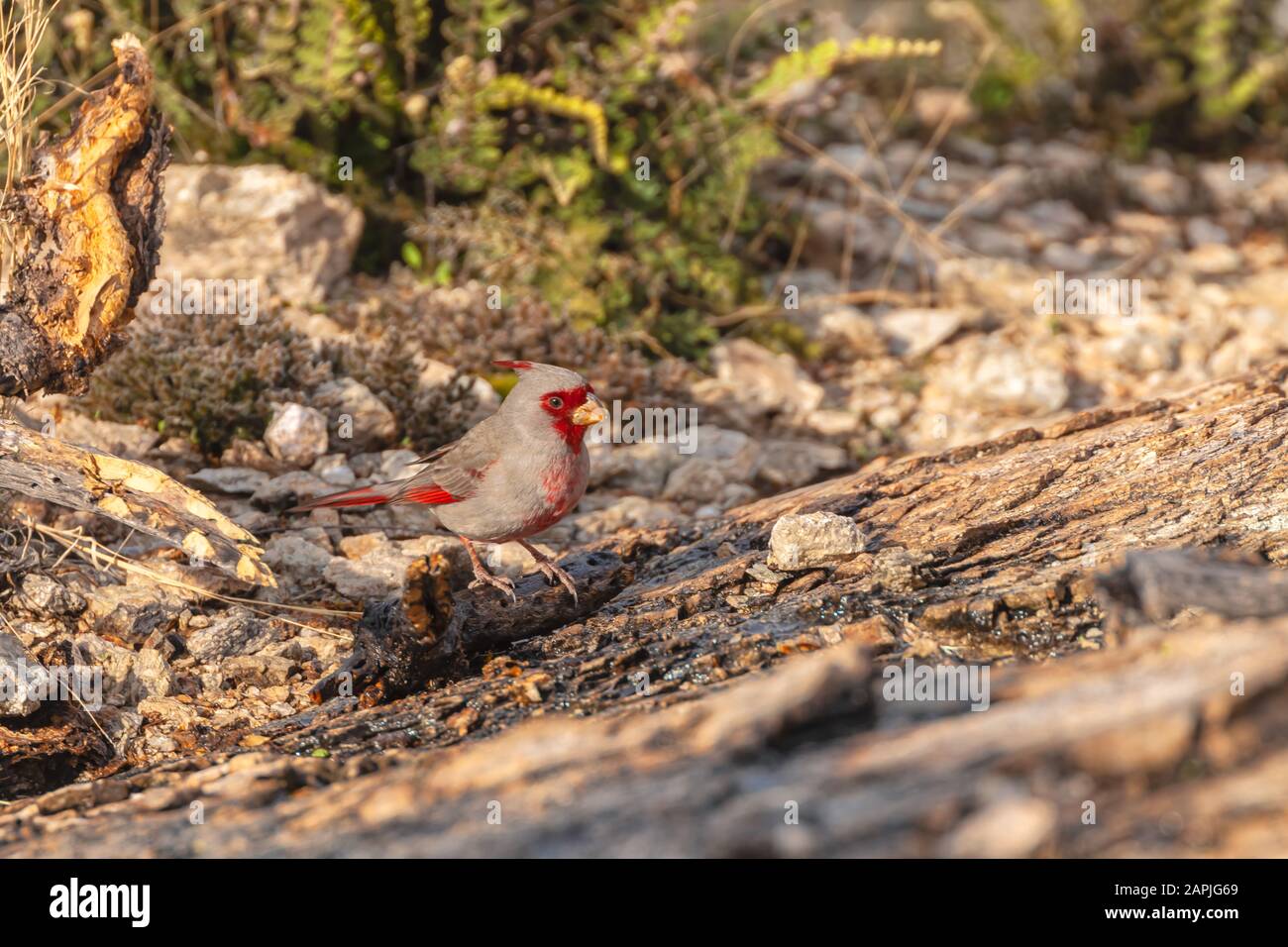 Male pyrrhuloxia or desert cardinal (Cardinalis sinuatus), Saguaro National Park, Arizona, USA Stock Photo