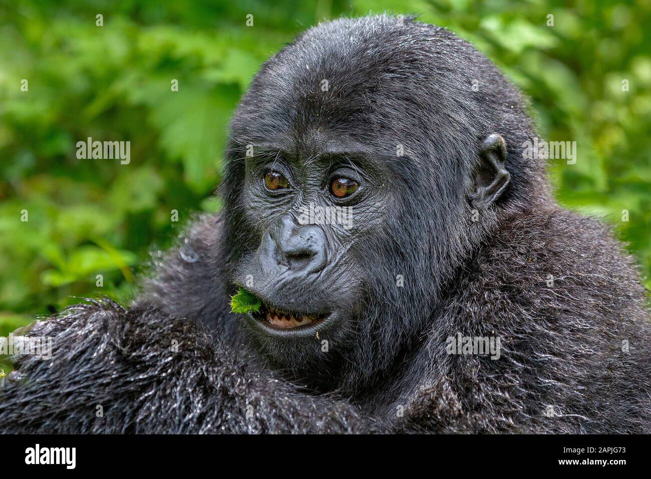 Young mountain gorilla, Bwindi, Uganda Stock Photo