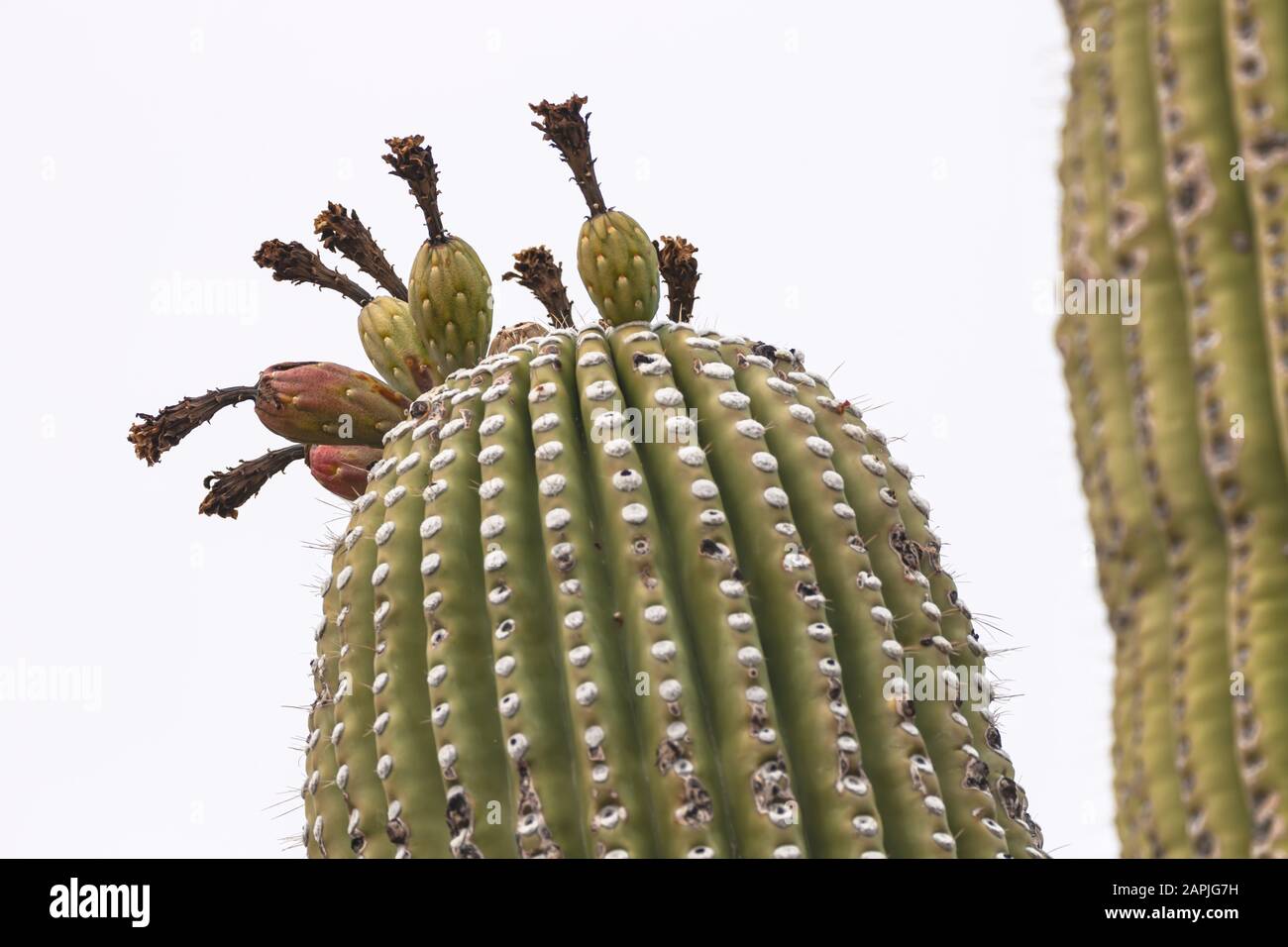 Saguaro cactus fruit, Carnegiea gigantea Stock Photo