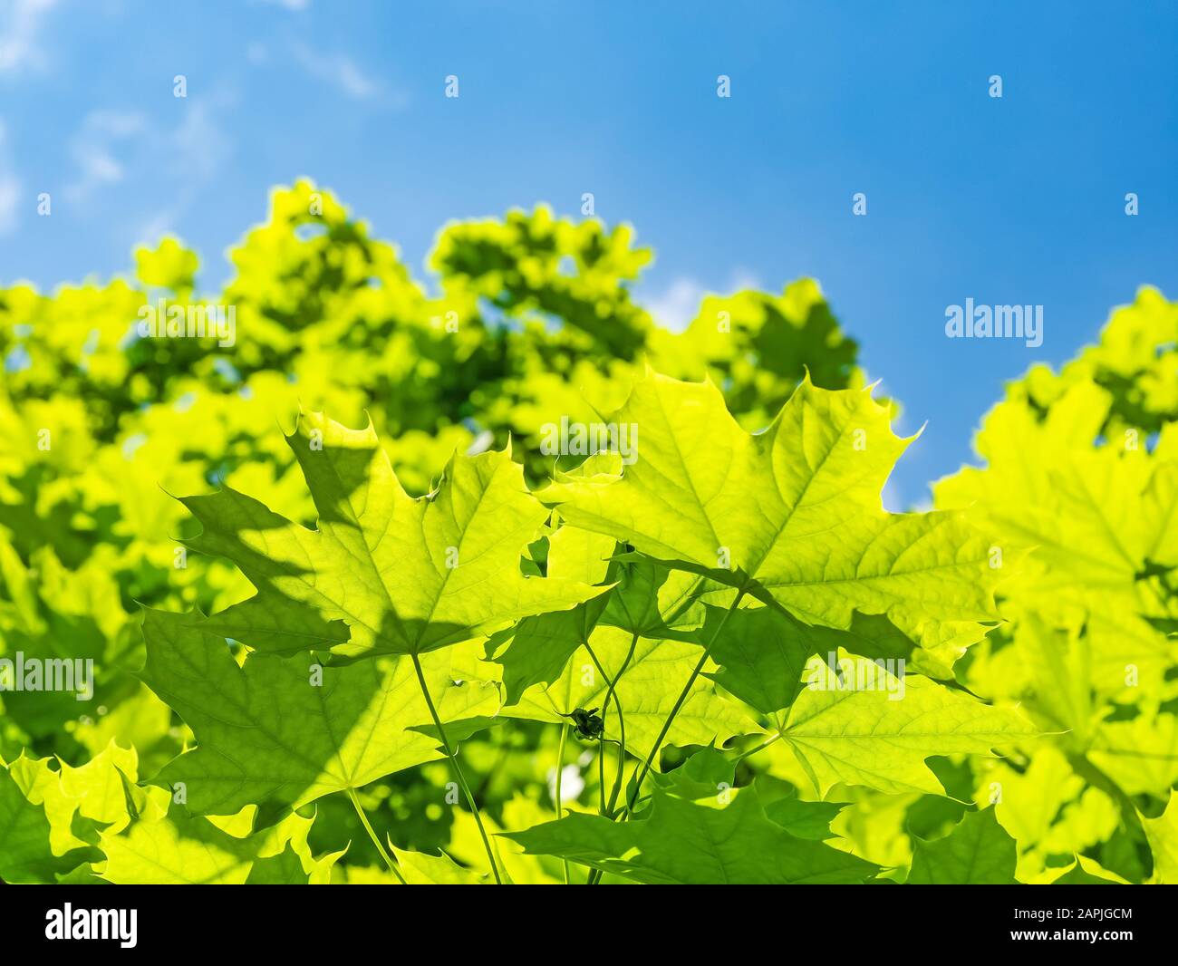 Green maple tree against blue sky with sun Stock Photo